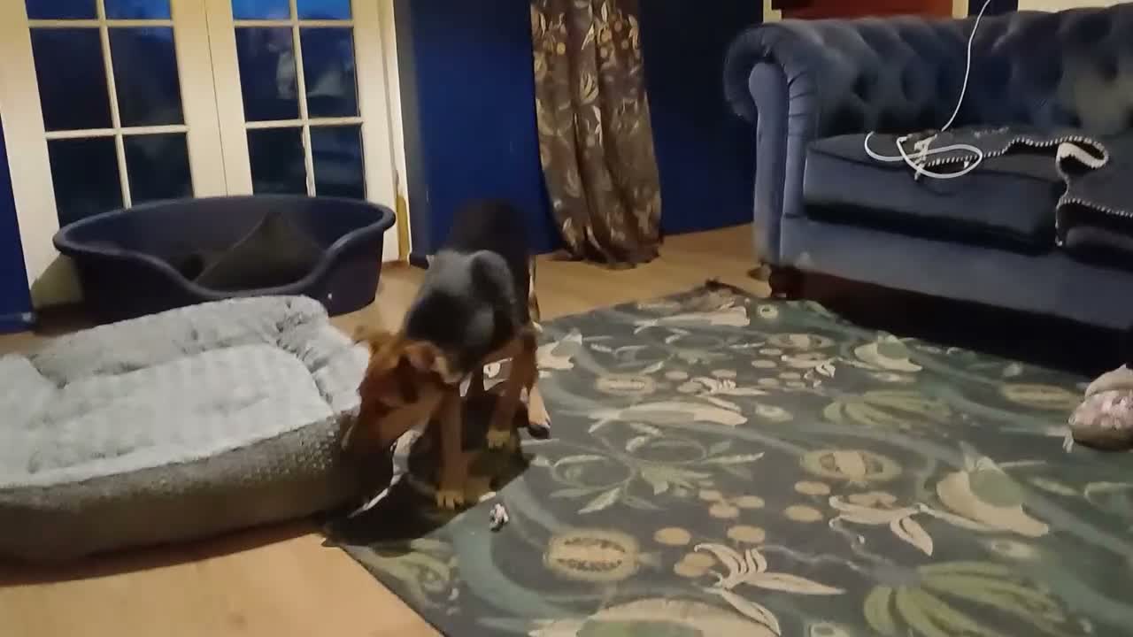 Mixed Breed dogs for adoption: 🐾🧡 ROCCO – A FRIENDLY BOY FULL OF CHARACTER 🧡🐾 - Video 1