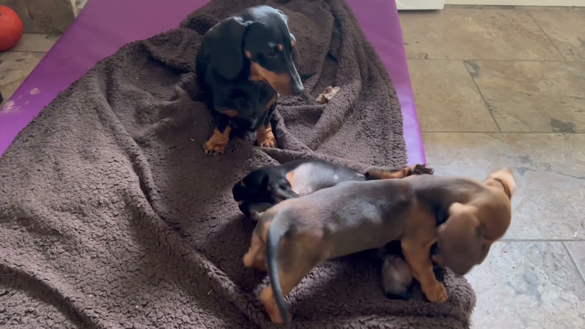 Miniature Dachshund dogs for sale: Beautiful kc reg short haired dachshunds  - Video 2