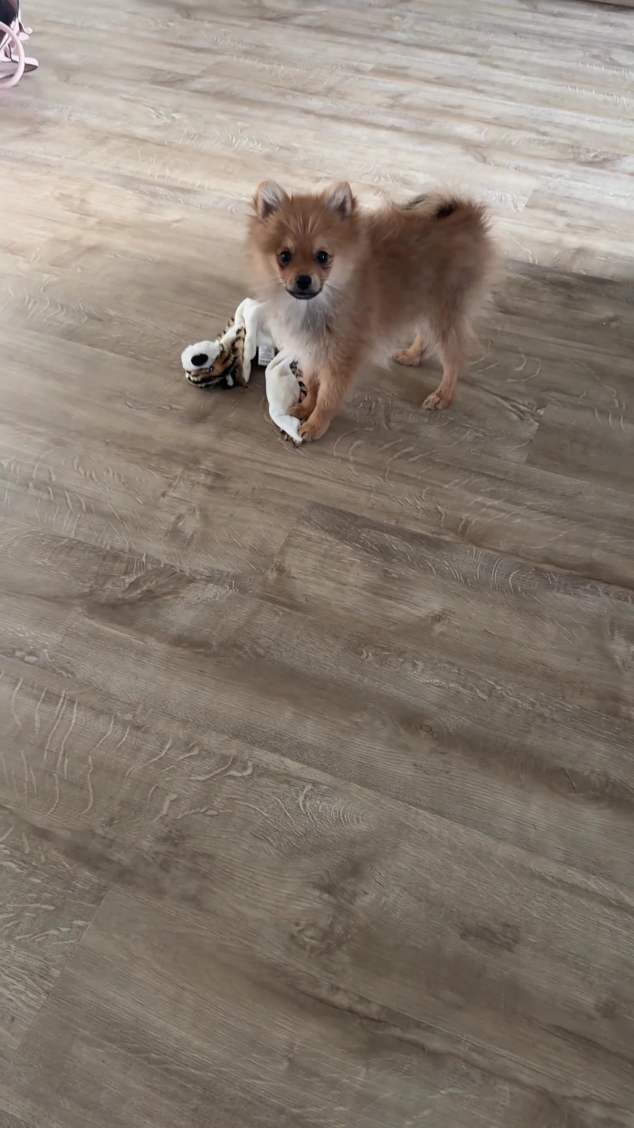 Pomeranian dogs for sale: Hi I’m Betsy the Pom  - Video 1
