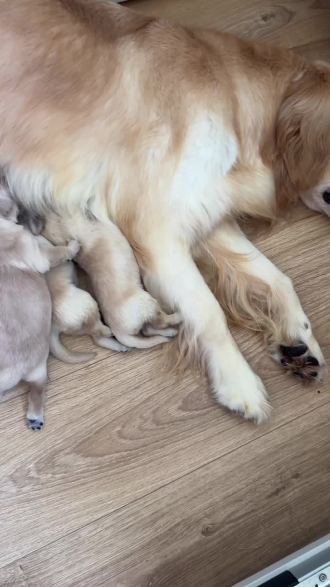 Golden Retriever dogs for sale: Quality KC Golden Retriver Puppies - Video 1