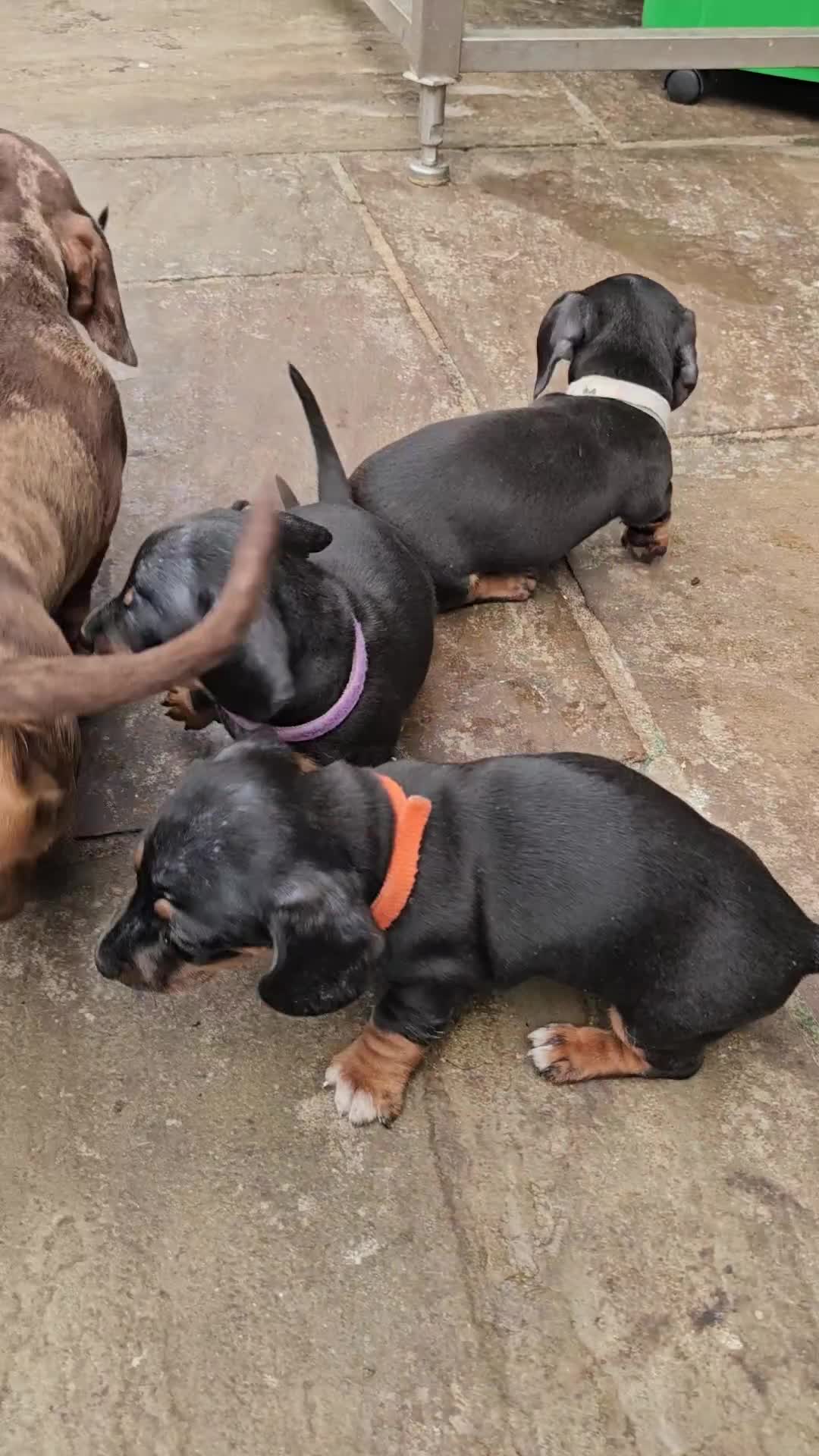 Miniature Dachshund dogs for sale: PRA CLEAR GORGEOUS MIN DACHSHUNDS  - Video 2