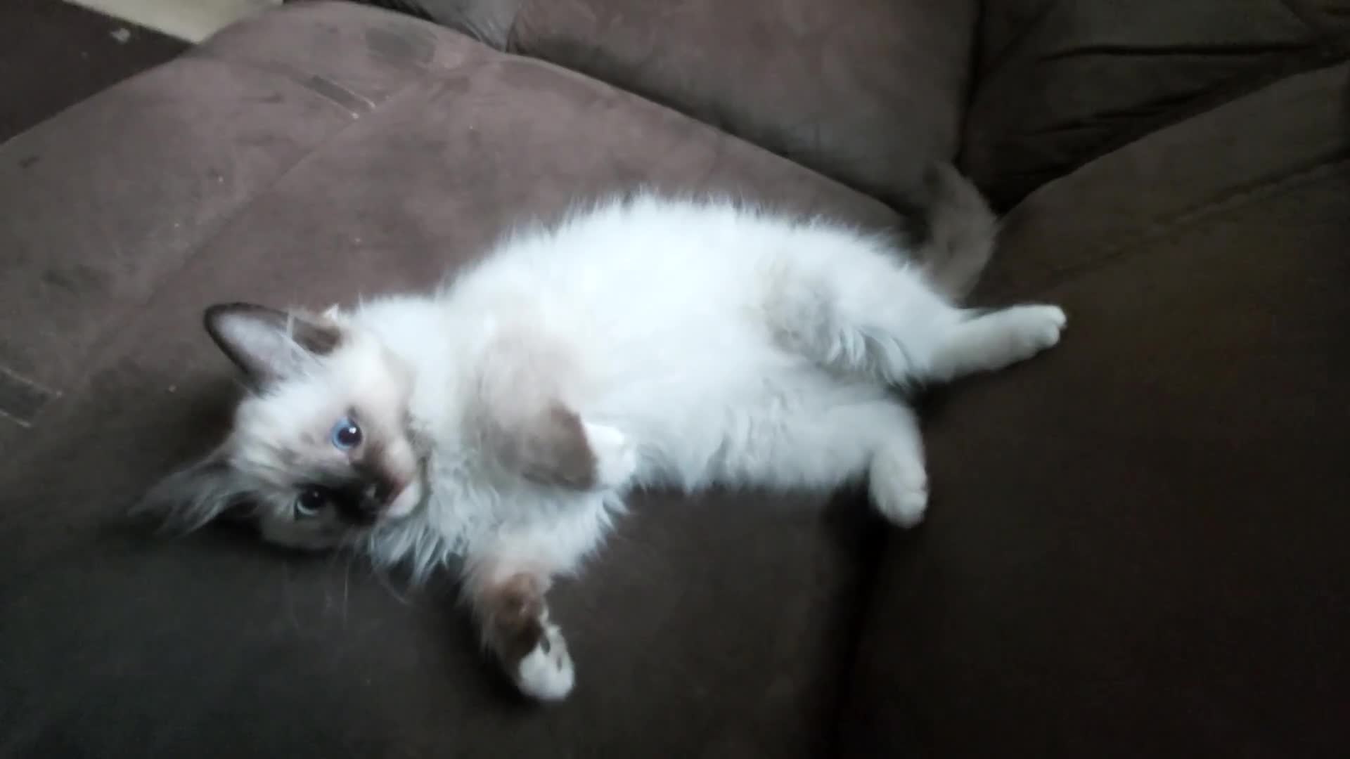 Ragdoll cats for sale: RAGDOLL SEAL POINT BLUE EYES READY NOW! - Video 5