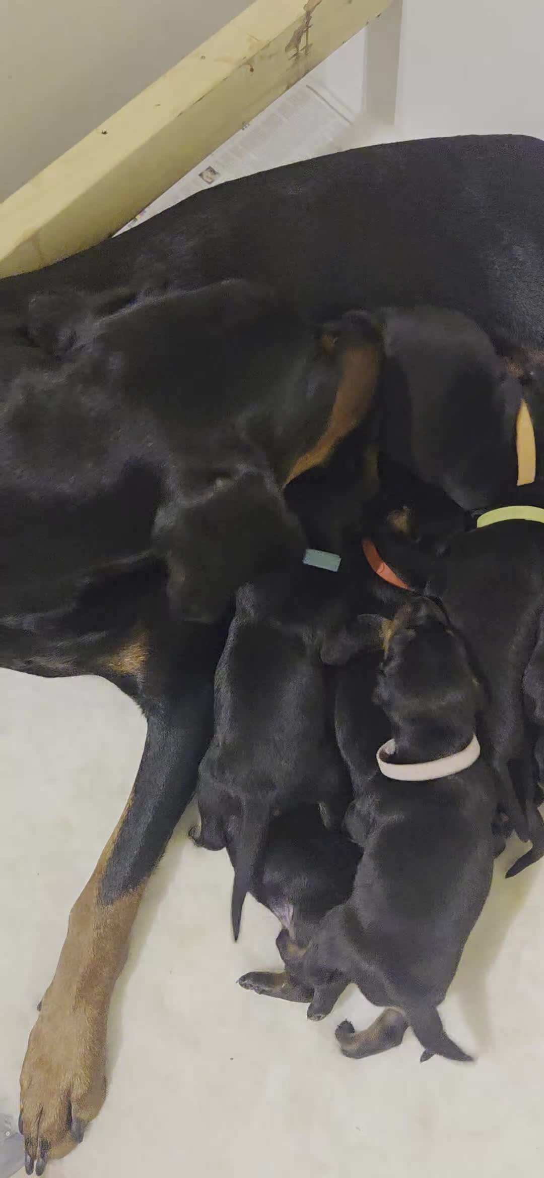 Dobermann dogs for sale: Dobermann puppies  - Video 1