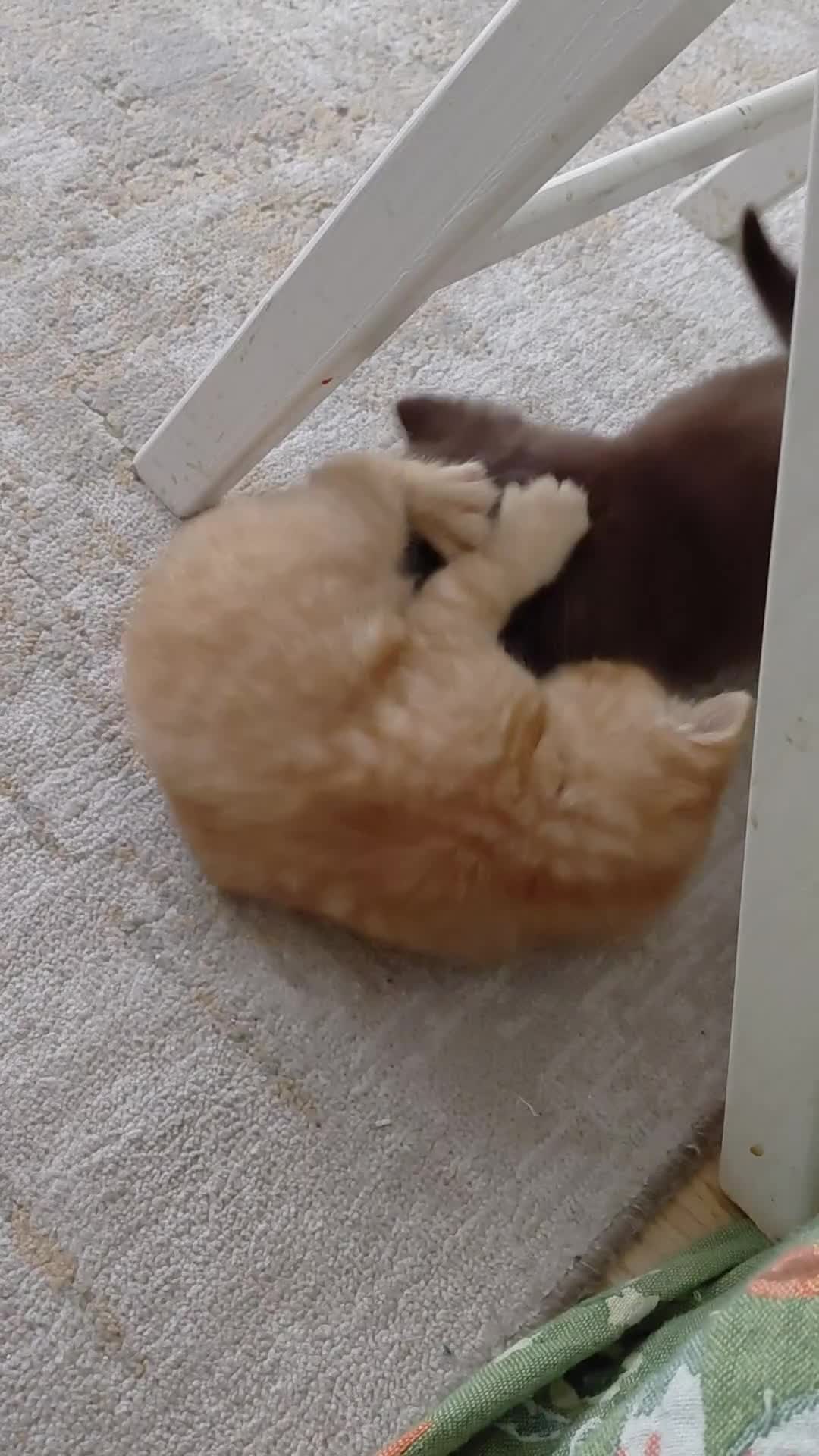 British Shorthair cats for sale: British shorthair kittens - Video 1