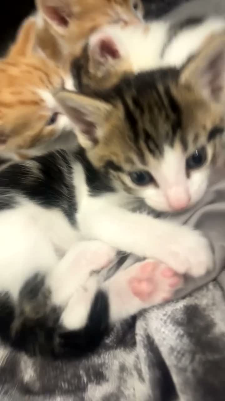 Domestic Shorthair cats for sale: Female tabby shorthair  - Video 2