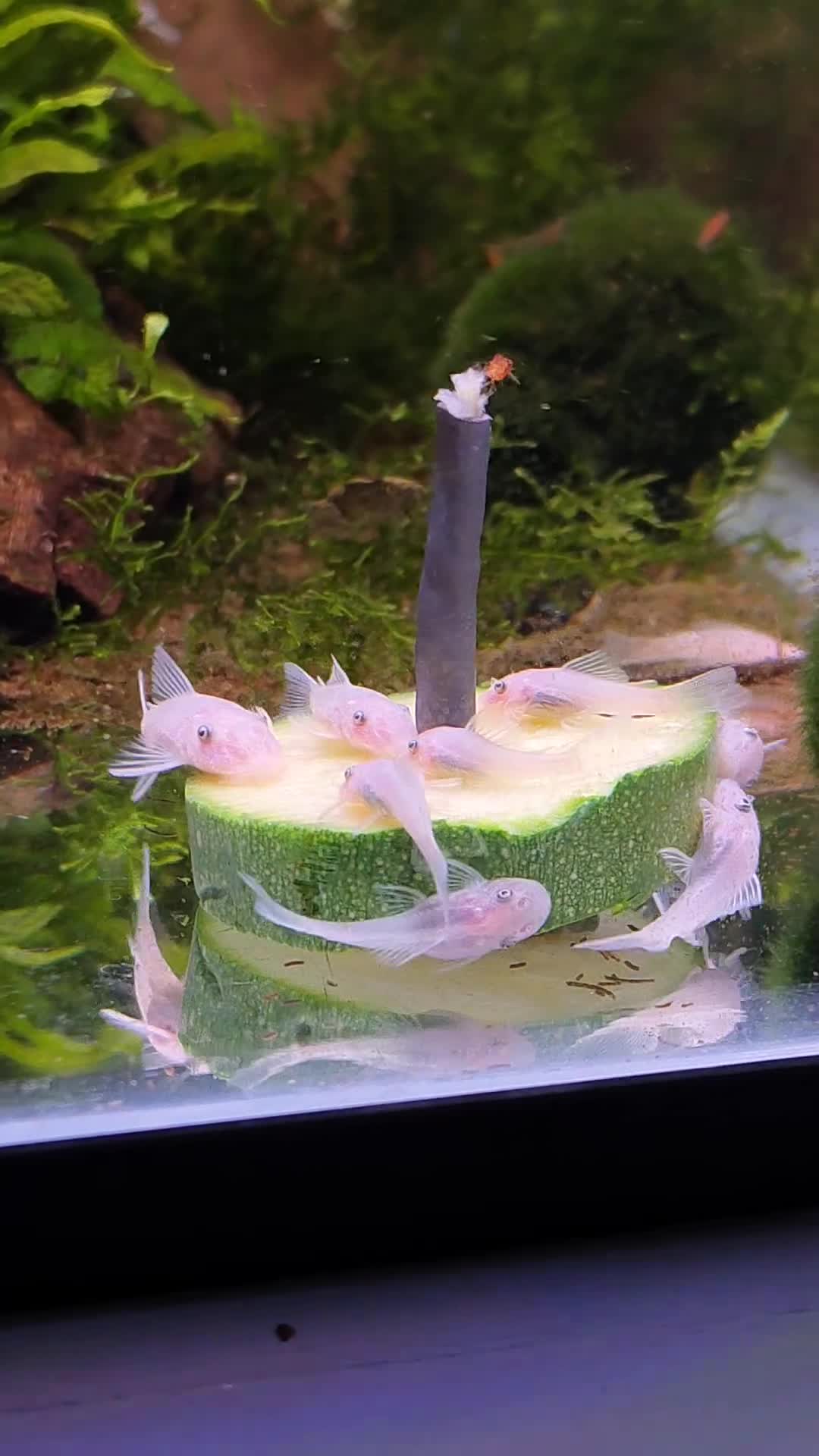 Plecos fish for sale: Snow White Bristlenose Short Fin Plecos - Video 1