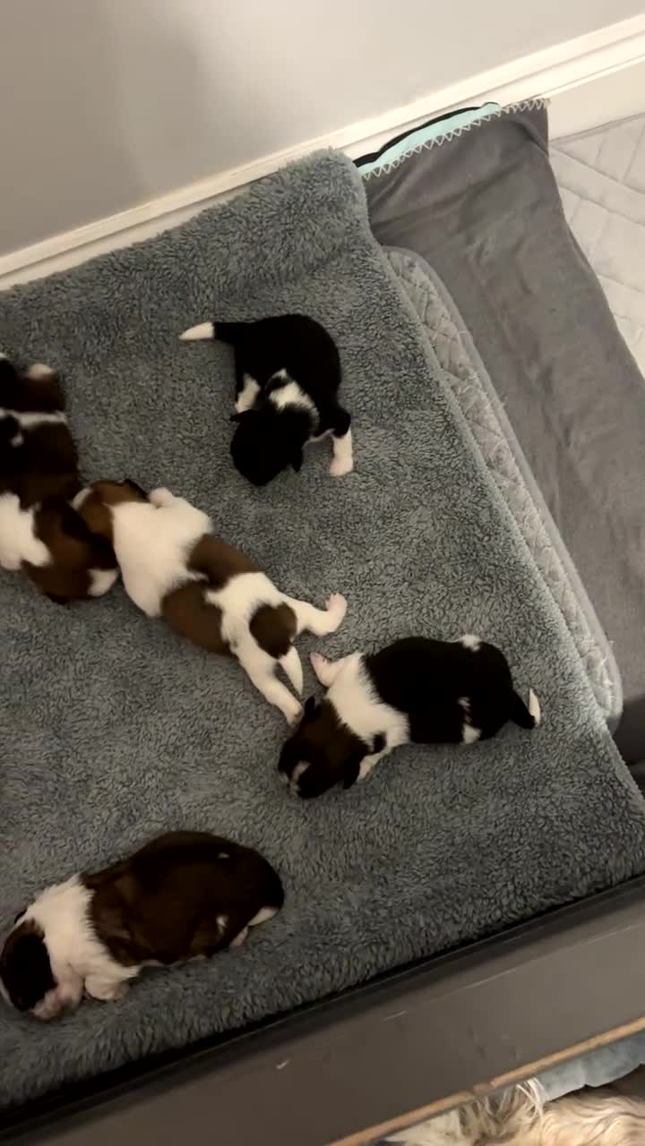 Shih Tzu dogs for sale: 5 beautiful Shihtzu pups - Video 1