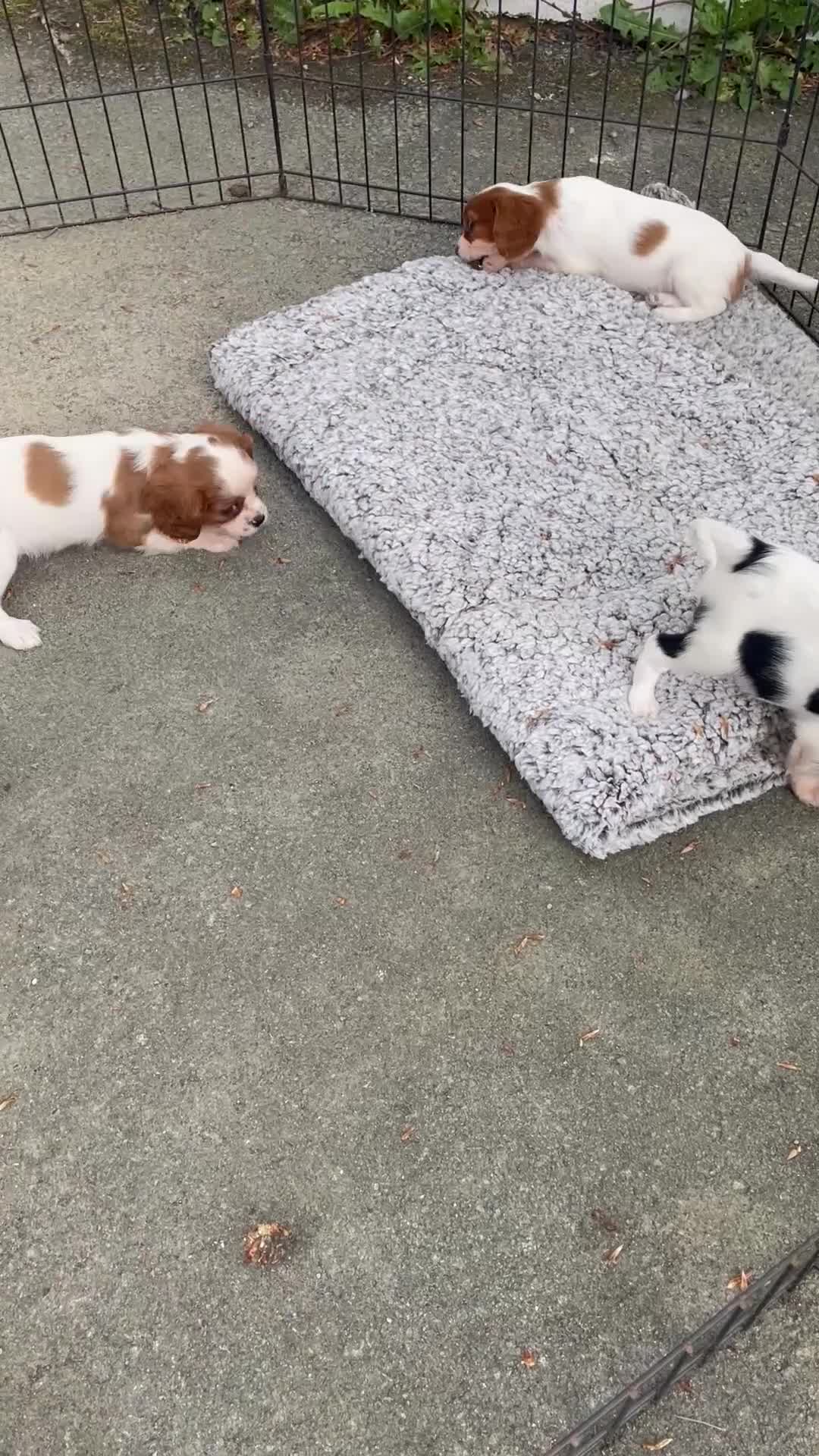 Cavalier King Charles Spaniel dogs for sale: ⭐️ Cavalier King Charles puppies ⭐️  - Video 1