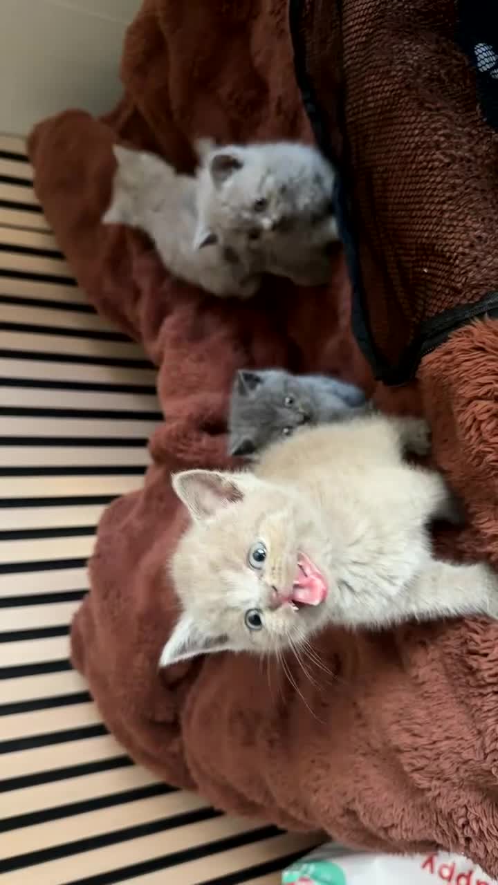 British Shorthair cats for sale: British short hair - Video 2
