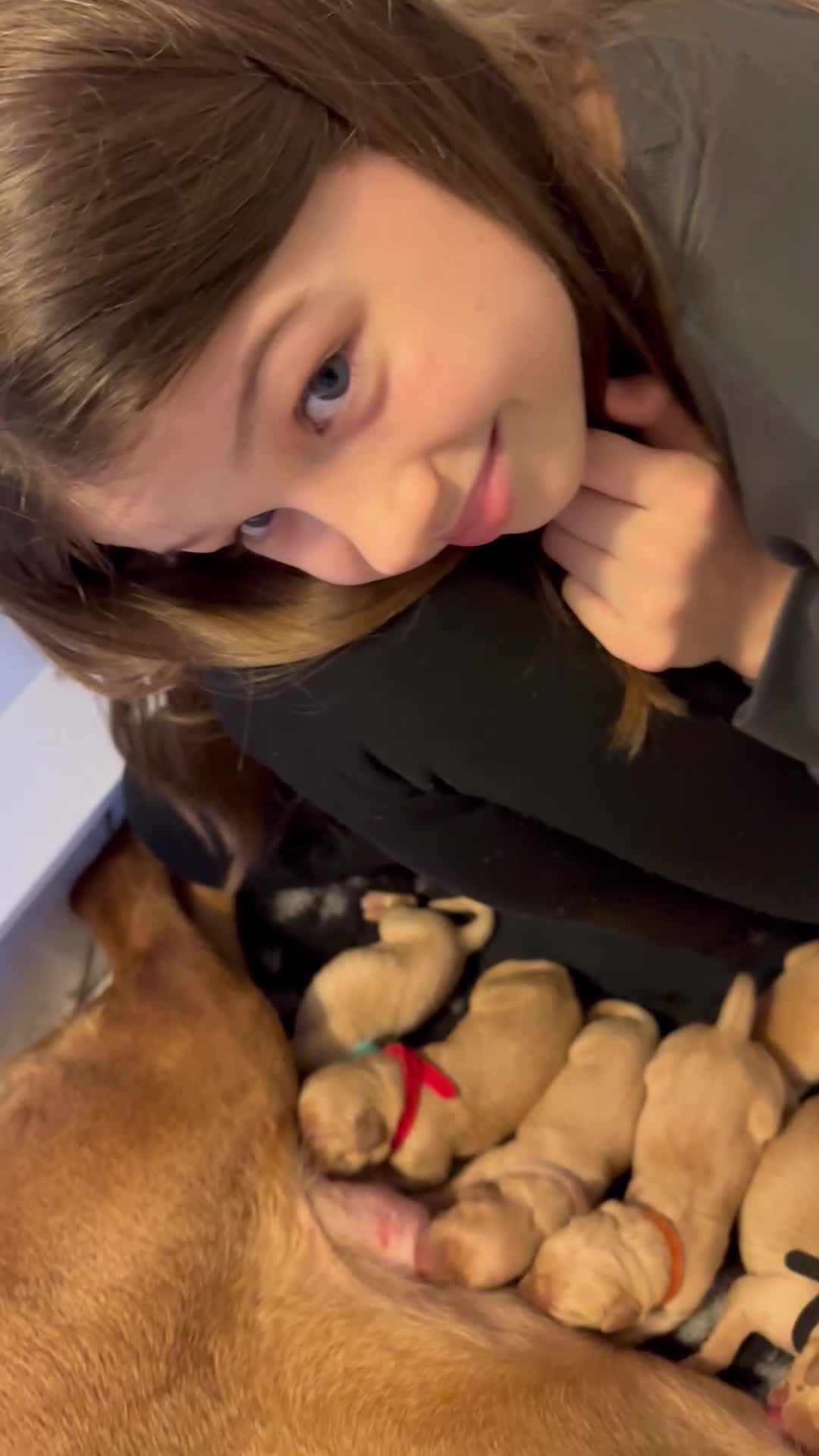 Labrador Retriever dogs for sale: KC Fox Red Labrador Pups FTCH Sire - Health Tested - Video 2