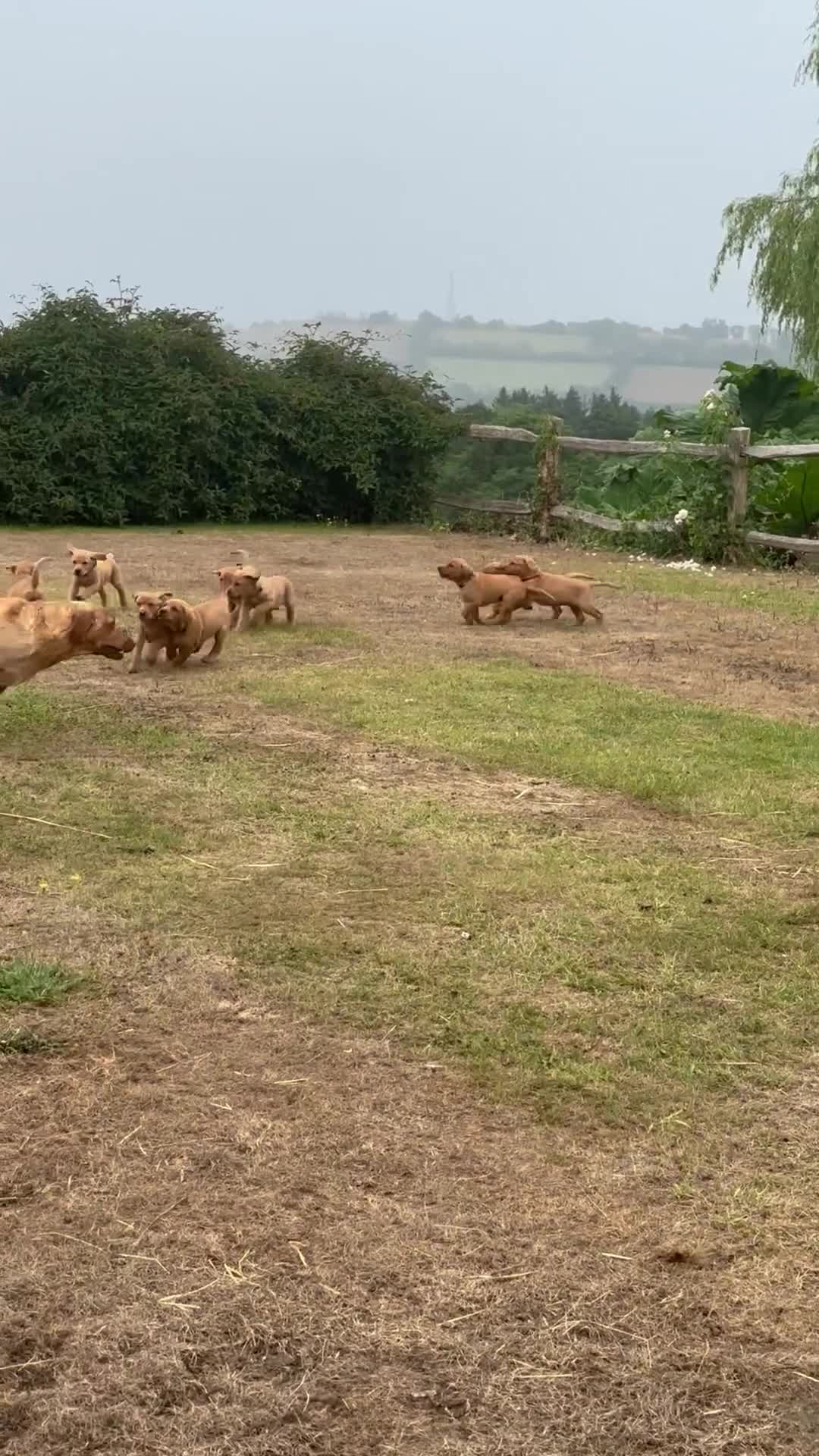 Labrador Retriever dogs for sale: Stunning Fox Red Labrador Puppies - Video 1