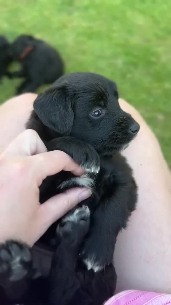 Bordoodle dogs for sale: Bordoodle Puppies ⭐ - Video 1