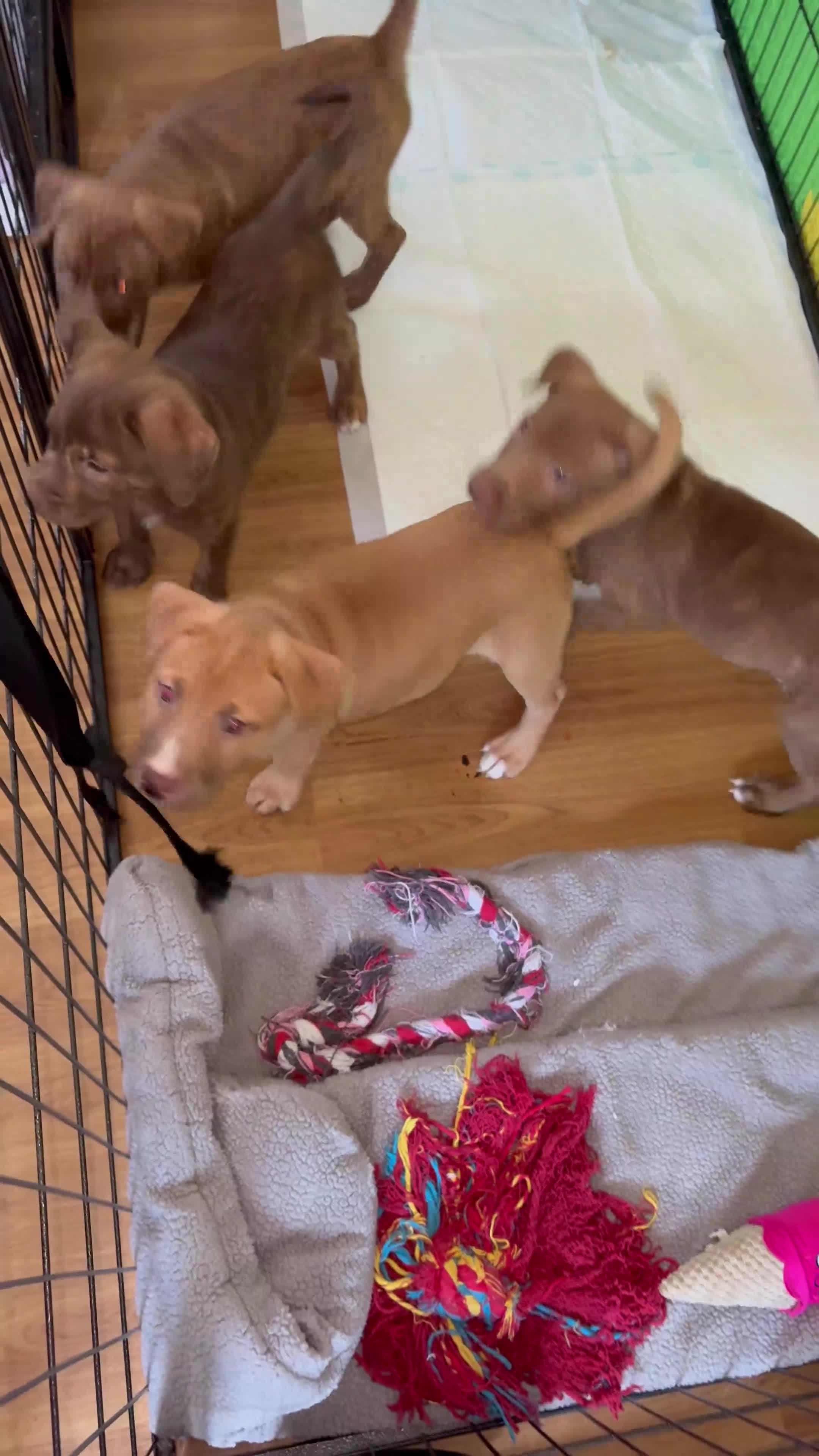 Mixed Breed dogs for sale: 6 Beautiful Fur Babies - Video 2