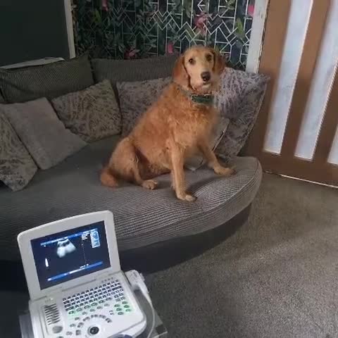 Labradoodle dogs for sale: Labradoodle muti gen f1bb - Video 1