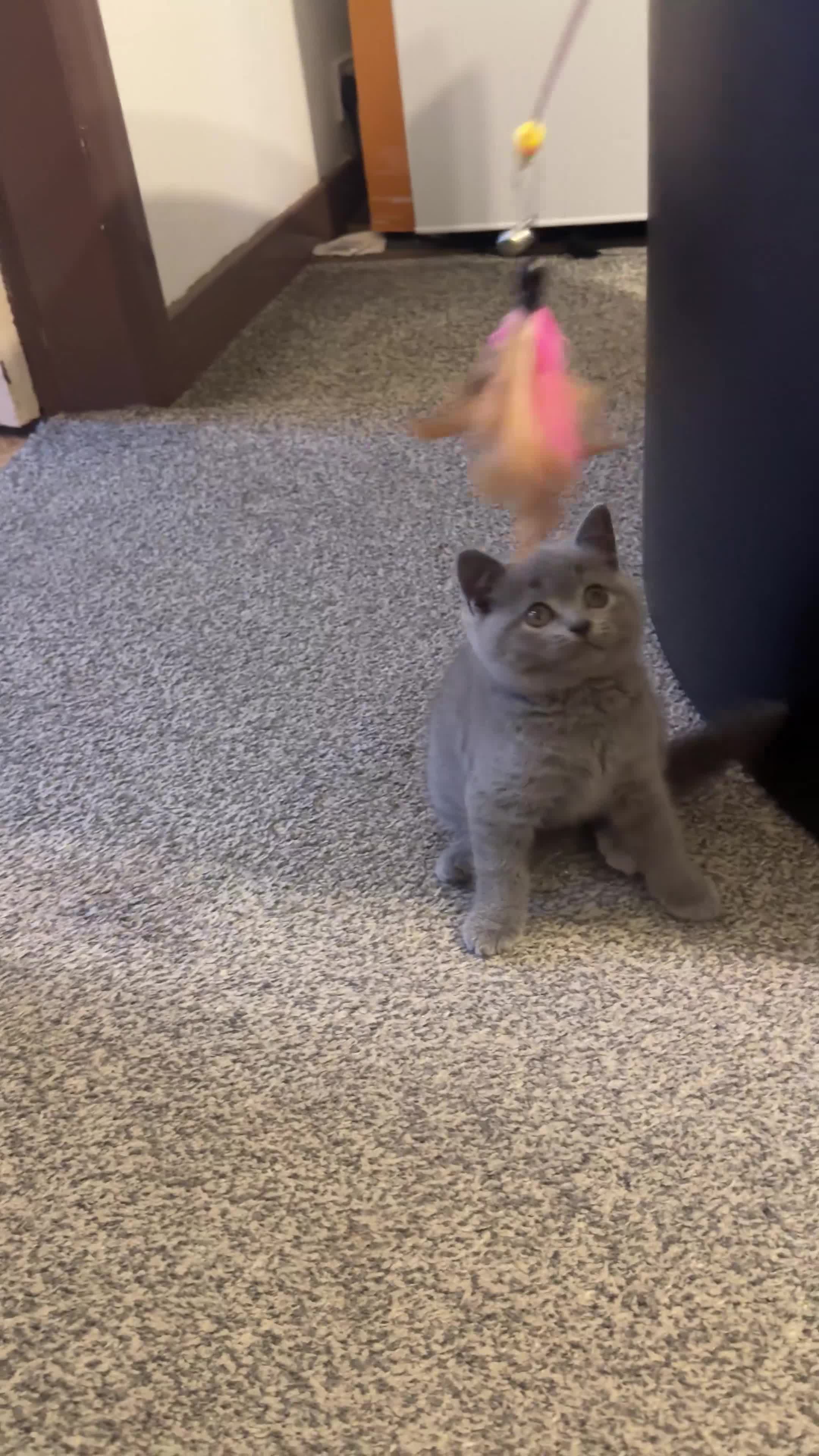 British Shorthair cats for sale: Roman - Video 2
