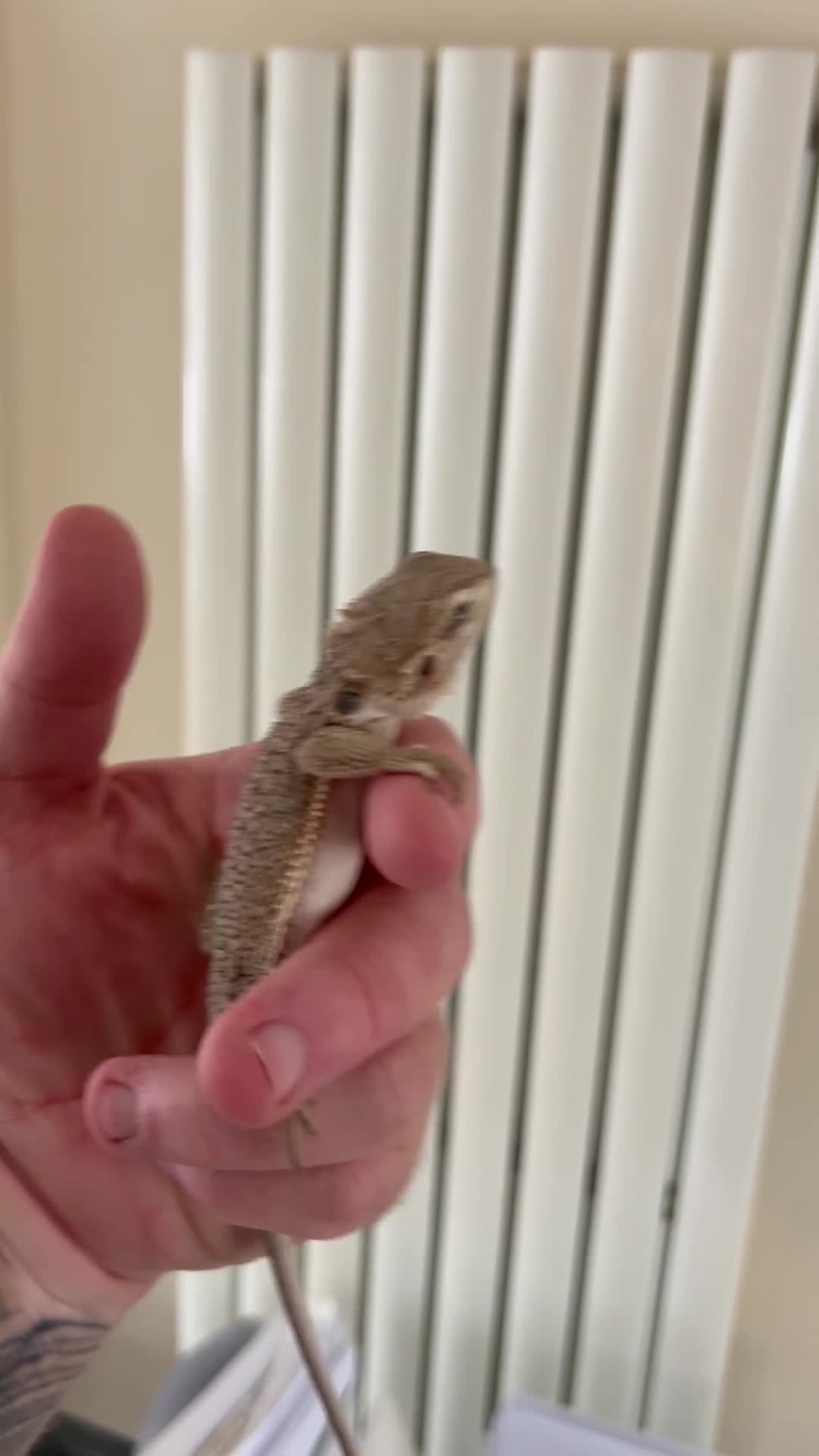 Bearded Dragon reptiles for sale: !!SALE!! Baby bearded dragons  in West Bromwich - Video 2
