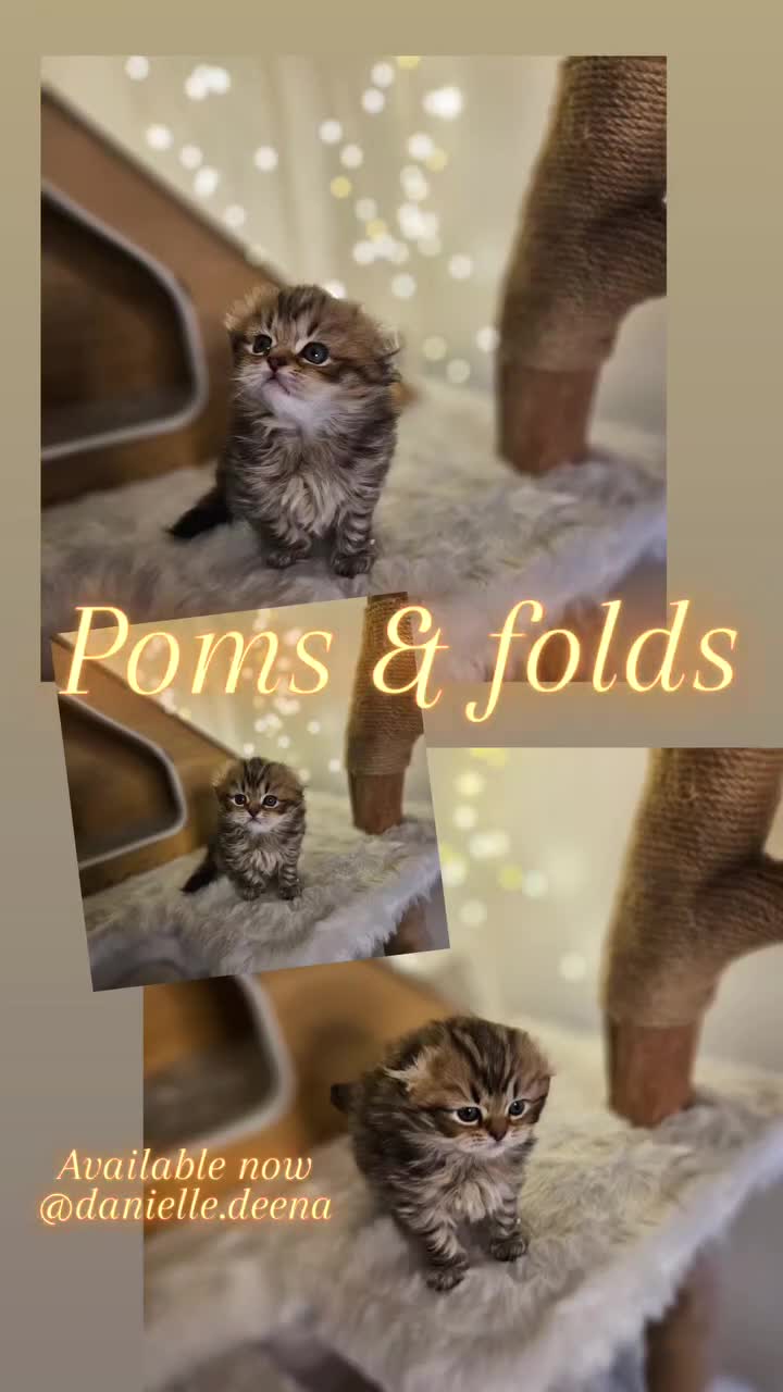 Scottish Fold cats for sale: TICA Scottish fold show quilty kittenss london  - Video 2