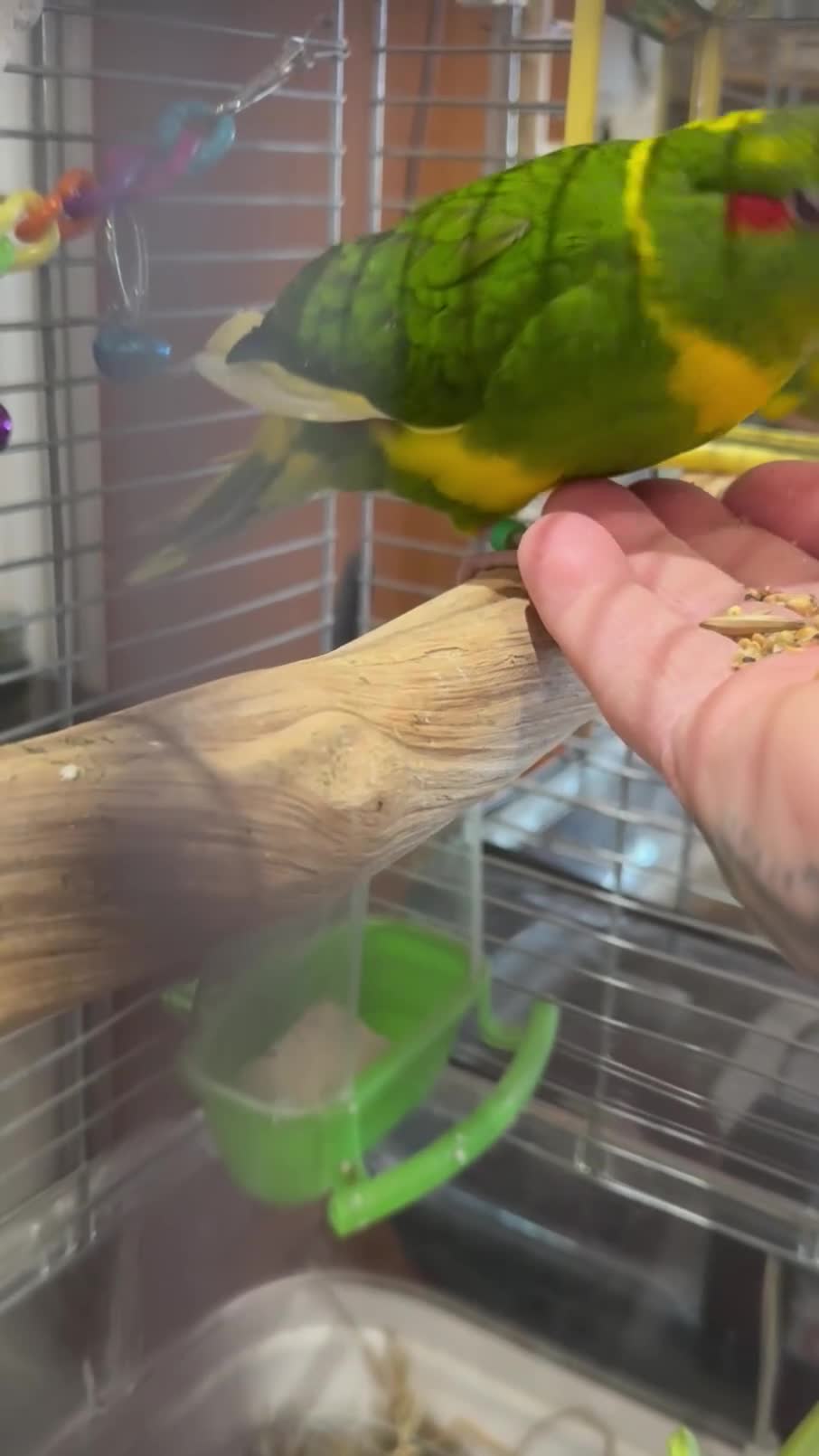 Parakeets birds for sale: Hand Tame young Kakariki with cage/accessories - Video 1