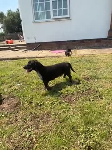 Dachshund dogs for sale: Two beautiful Isabela dachshund b in Rugby - Video 2