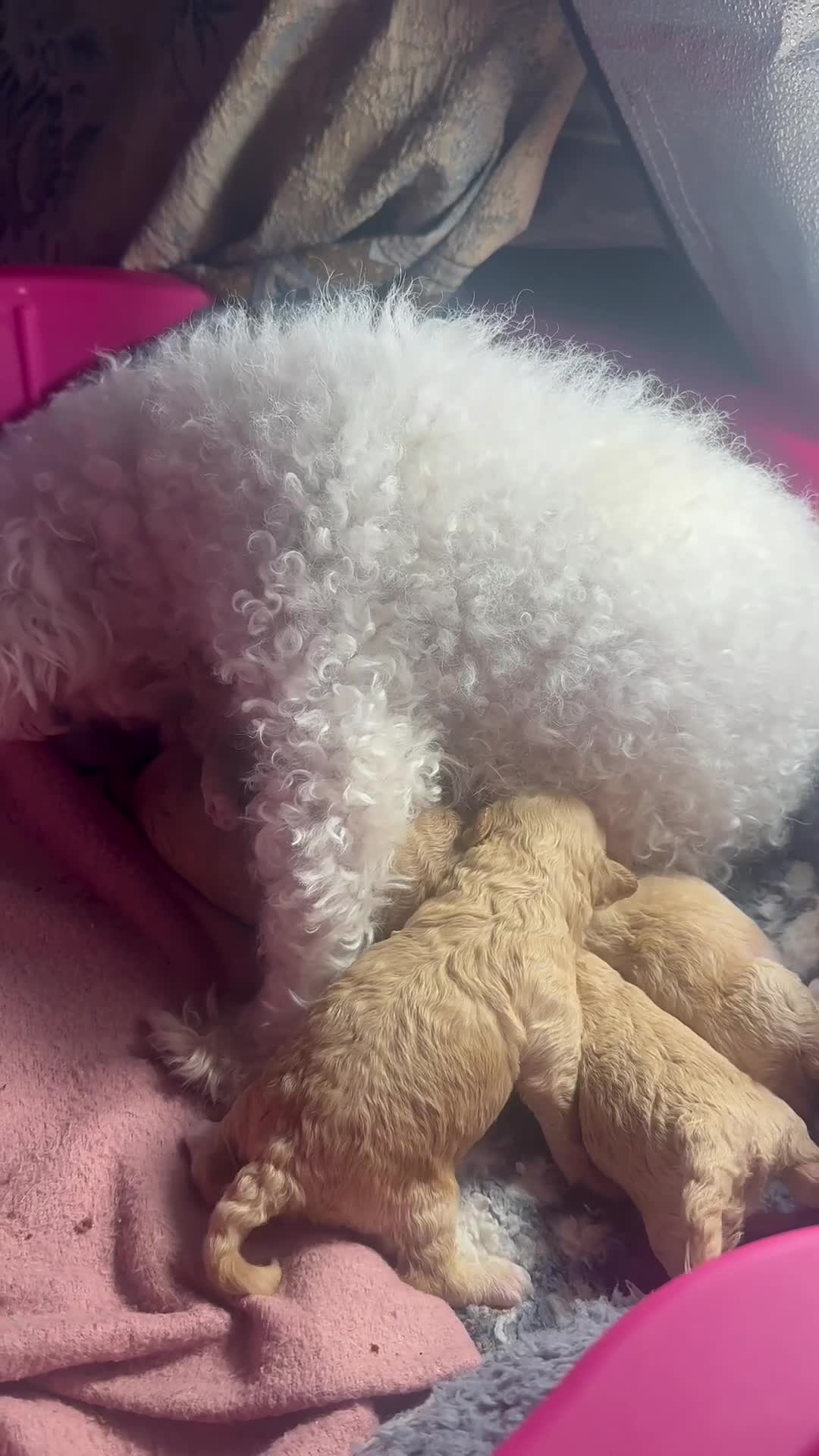 Maltipoo dogs for sale: Tiny Asian maltipoo - Video 2