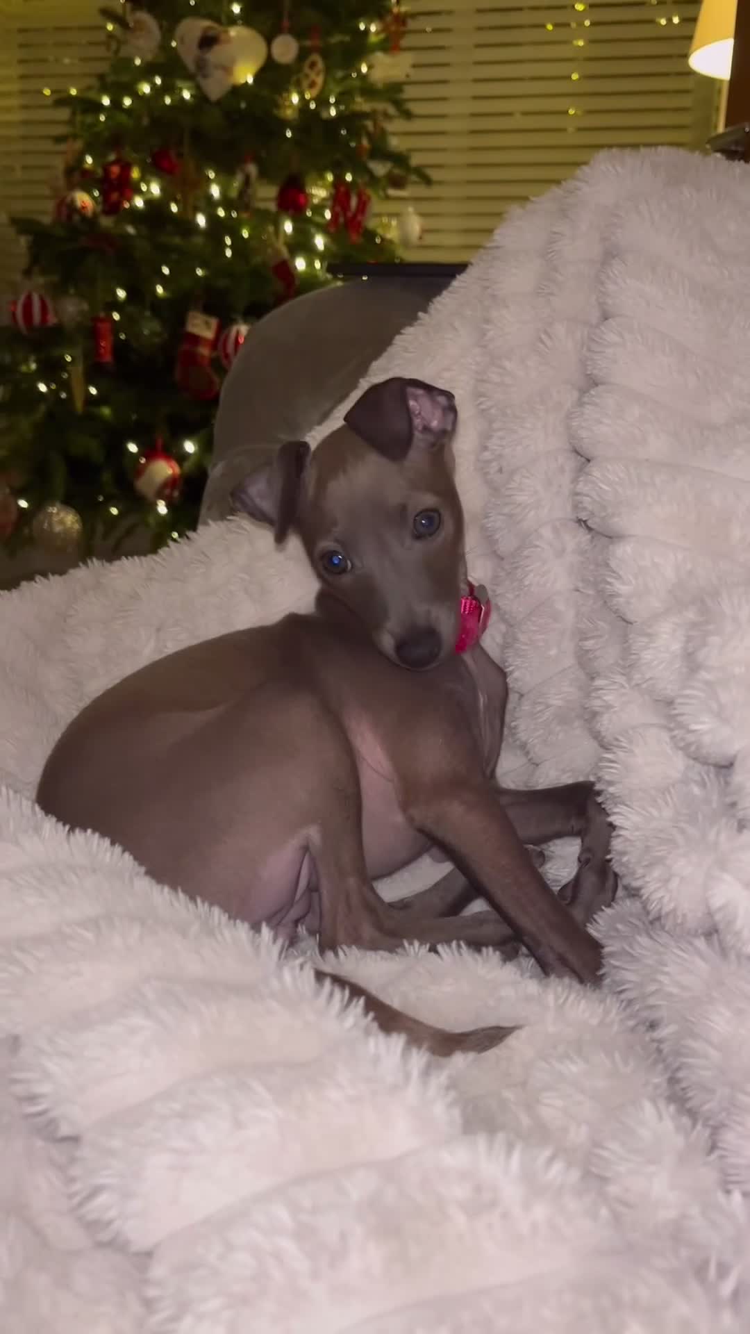 Italian Greyhound dogs for sale: Italian greyhound puppy - 17 weeks old  - Video 1
