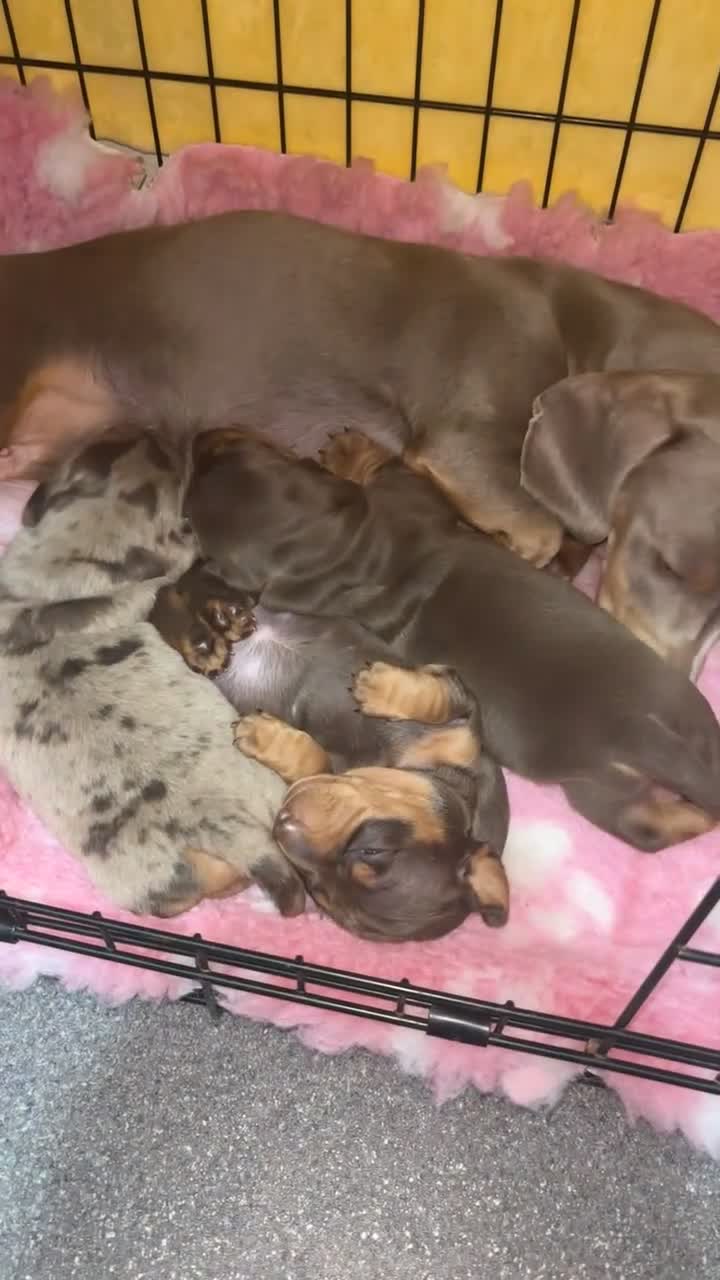 Miniature Dachshund dogs for sale: Miniature dachshund  - Video 3