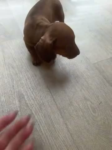 Miniature Dachshund dogs for sale: Dachund babies  - Video 1