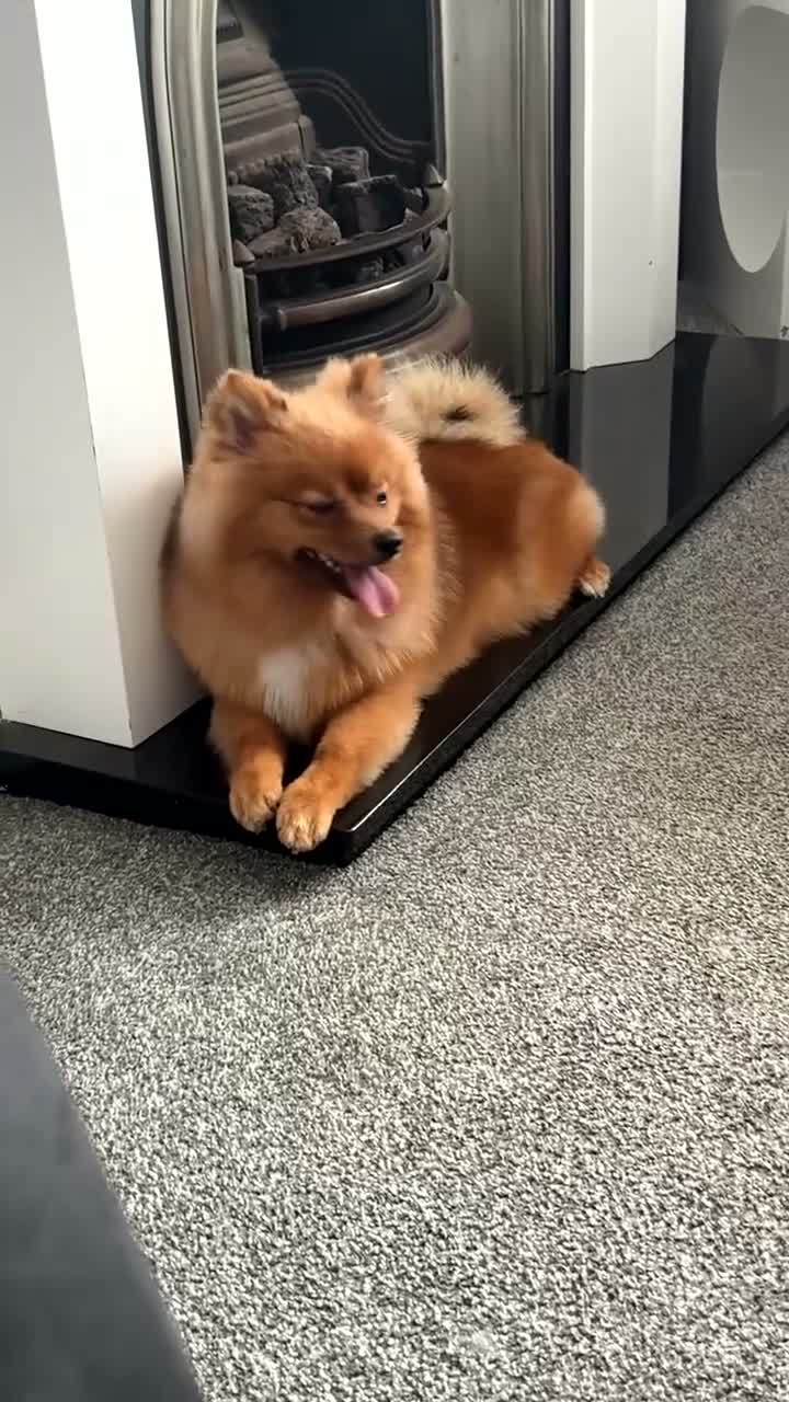 Pomeranian dogs for sale: Fox face Pomeranian - Video 1