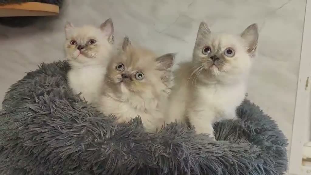 Persian cats for sale: Colorpoint Persian x Kittens - Video 1