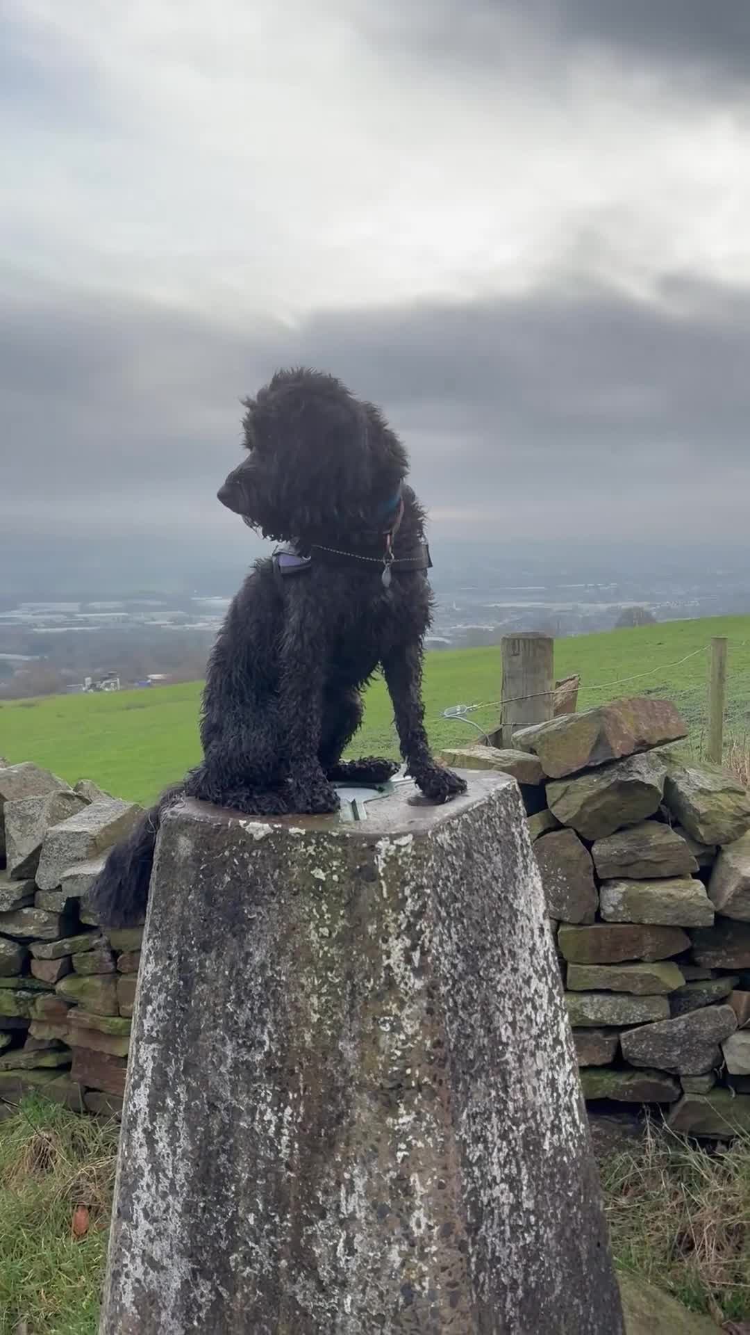 Cockapoo dogs for sale: Cockapoo, black, 3yrs - Video 1