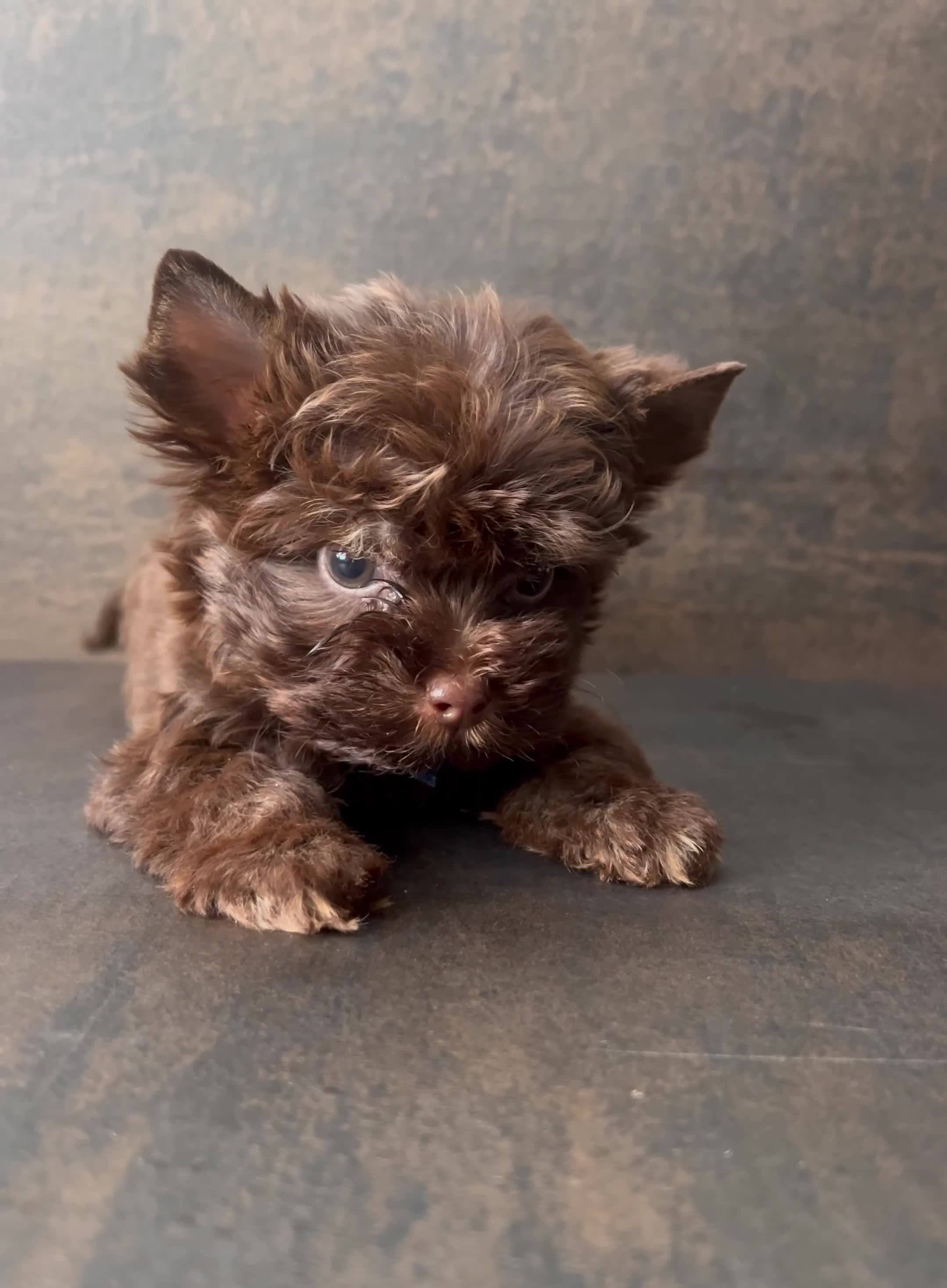 Yorkshire Terrier dogs for sale: 🤎 Chocolate Treasures🤎1 Boy available  - Video 1