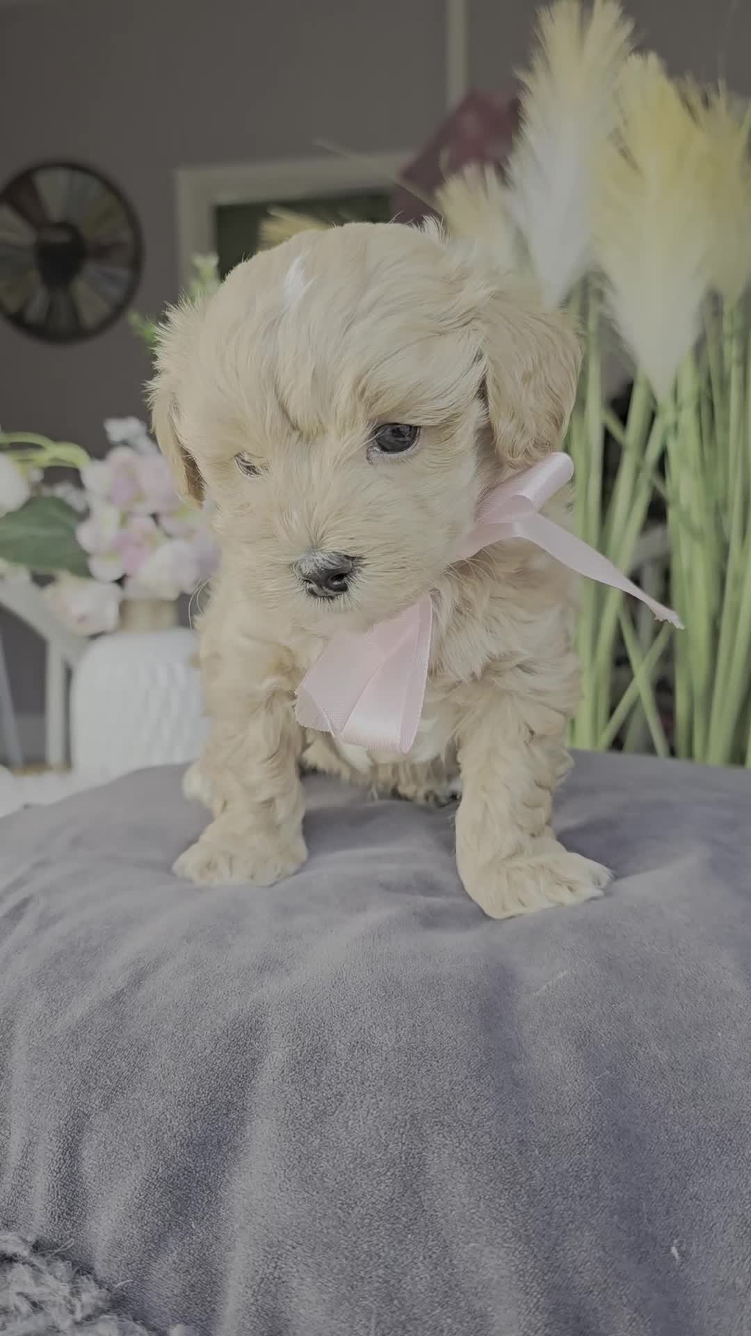 Maltipoo dogs for sale: LAST 🩷 BOY  looking forever home 🏡 😍  - Video 1