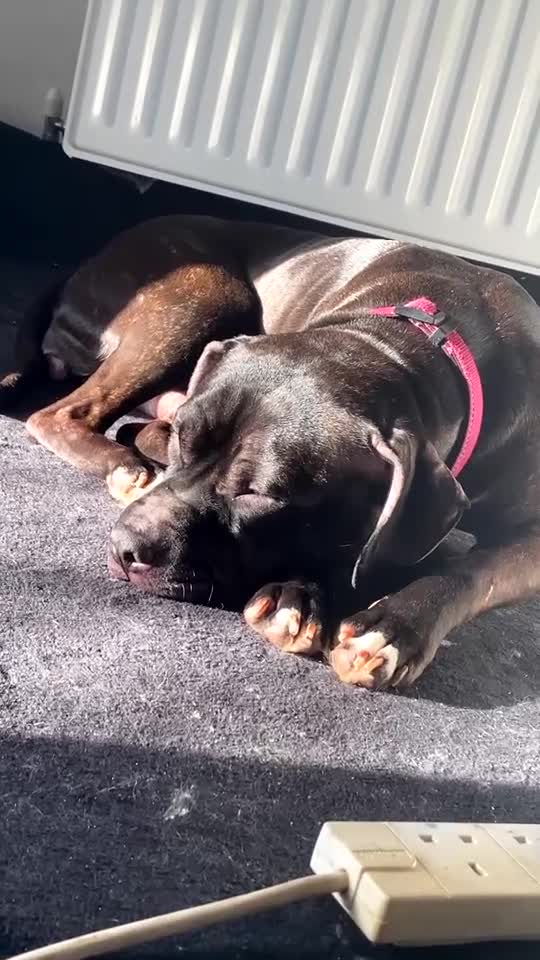 Mixed Breed dogs for sale: Female Staffy x Lab Lapdog - Video 1