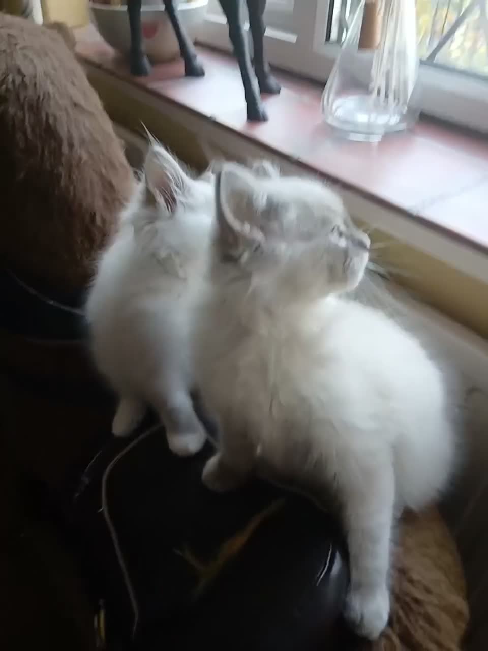 Ragdoll cats for sale: Beautiful brother and sister Ragdoll kittens - Video 1