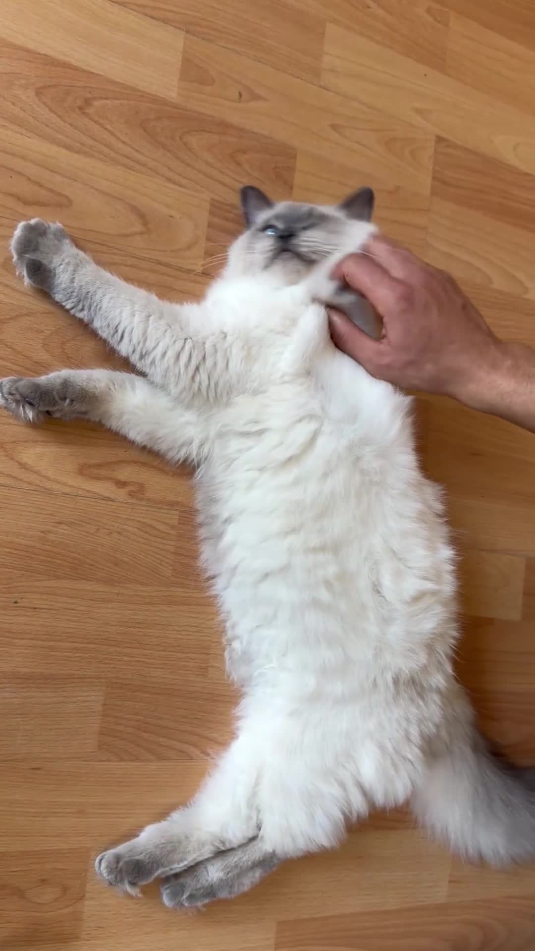 Ragdoll cats for sale: Ragdoll Kittens Looking for Their Forever Homes  - Video 1