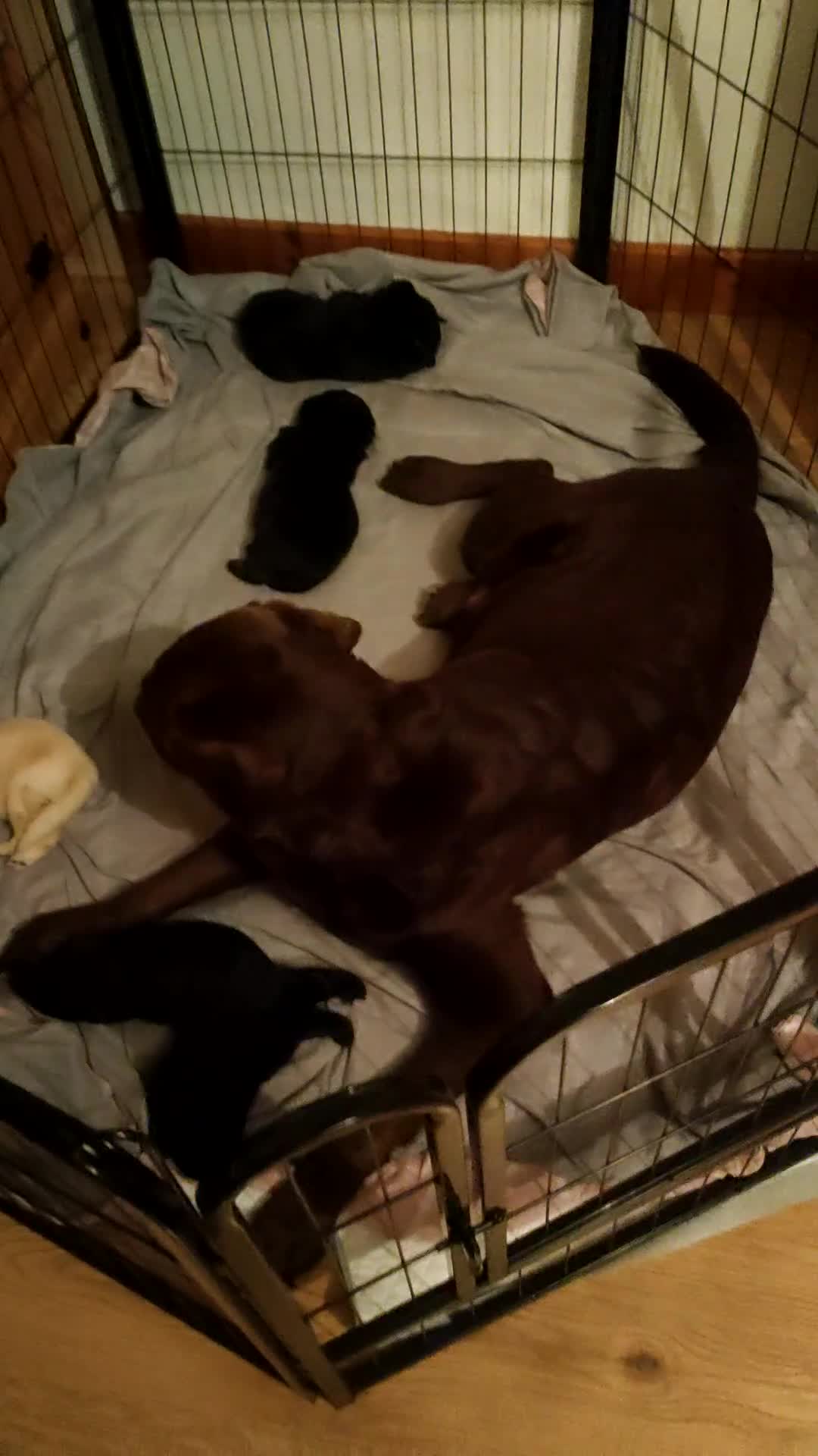 Mixed Breed dogs for sale: Labrador/German shepherd  - Video 1