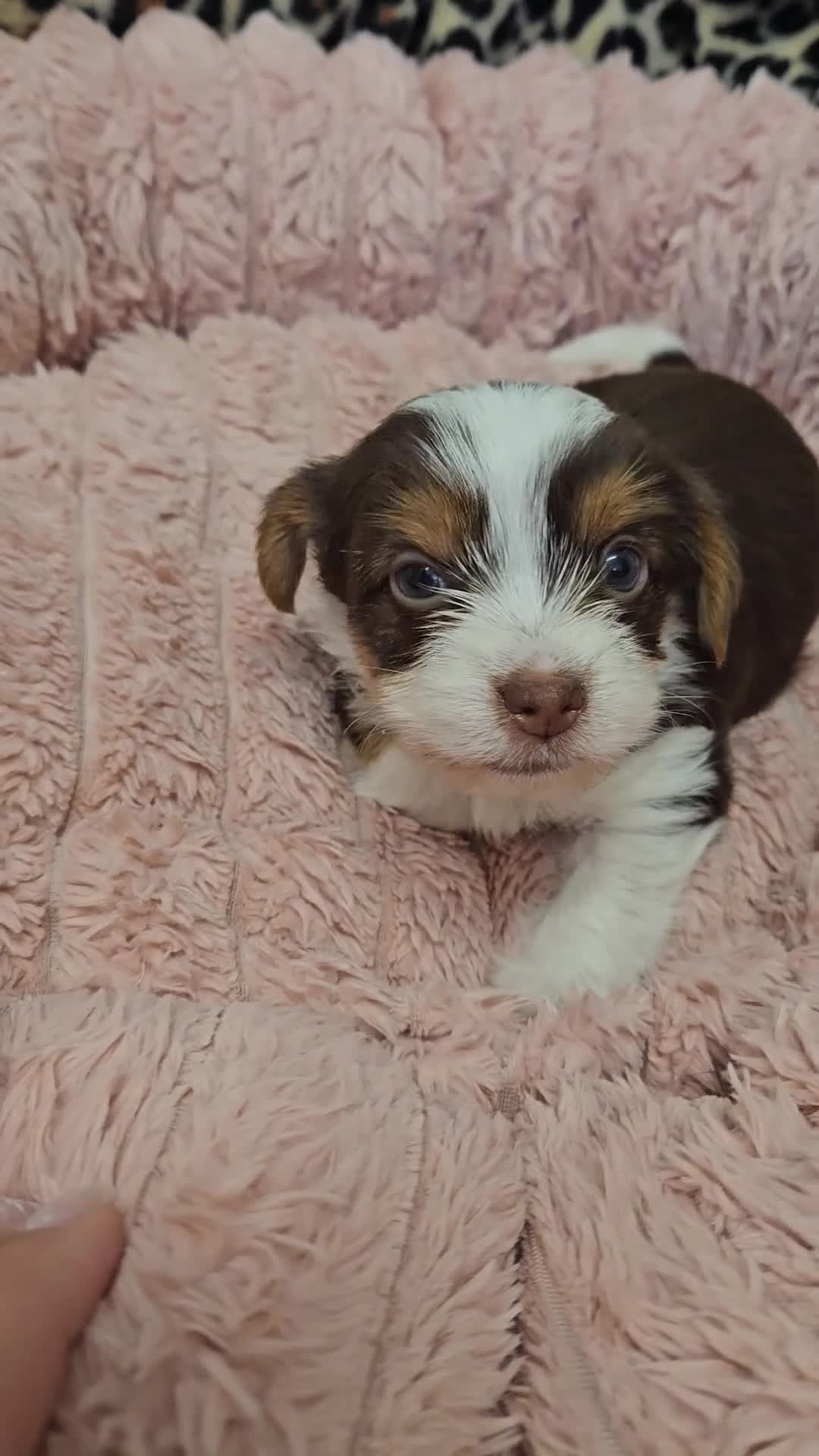 Yorkshire Terrier dogs for sale: 🤎 DNA tested parents 🤎 1 girl, 1 boy - Video 2