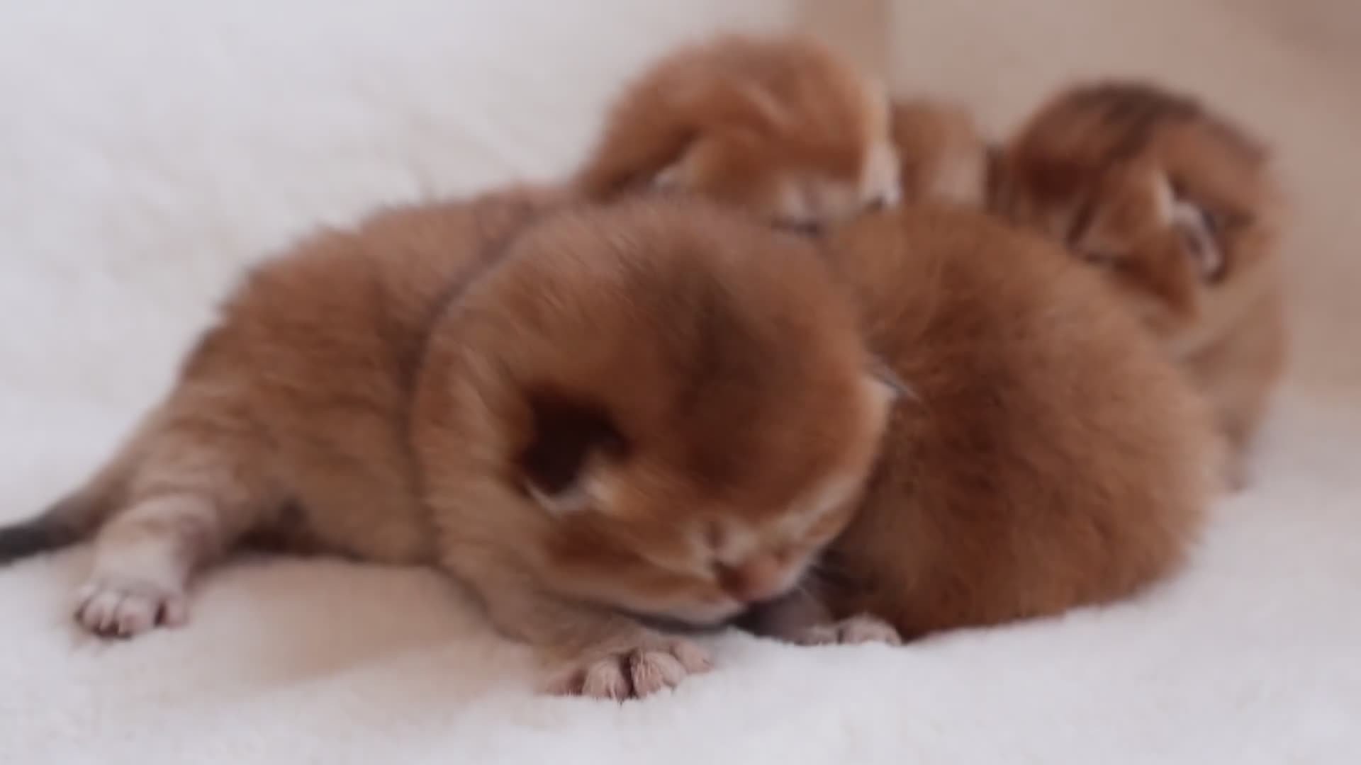 British Shorthair cats for sale: ✨Golden British shorthair babies ,ready in April ✨ in Upminster - Video 2