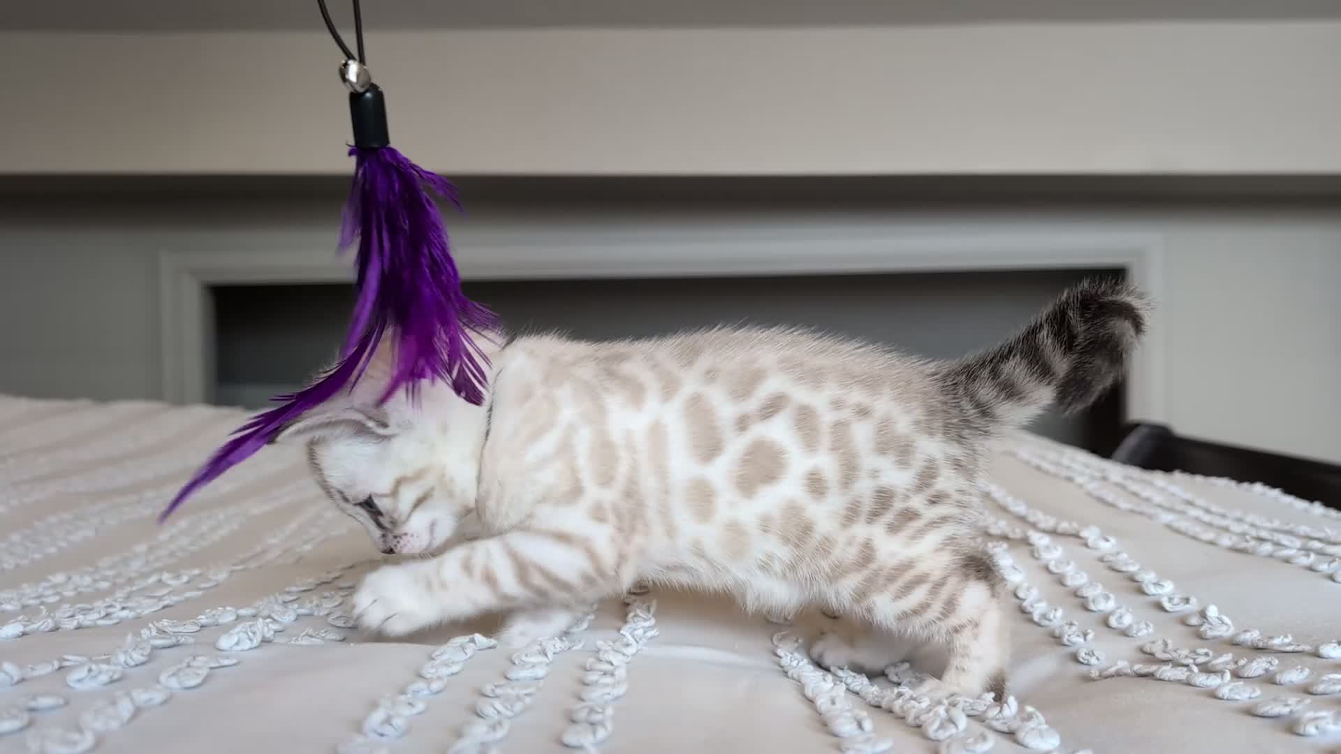 Bengal cats for sale: 🖤🩶🤍 Stunning Bengal Kittens 🤍🩶🖤 - Video 3