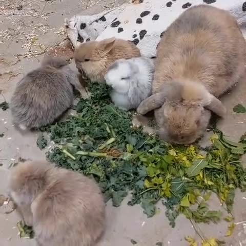 Mini Lop rabbits for sale: Beautiful Pure Bred Mini Lop rabbits - Video 1