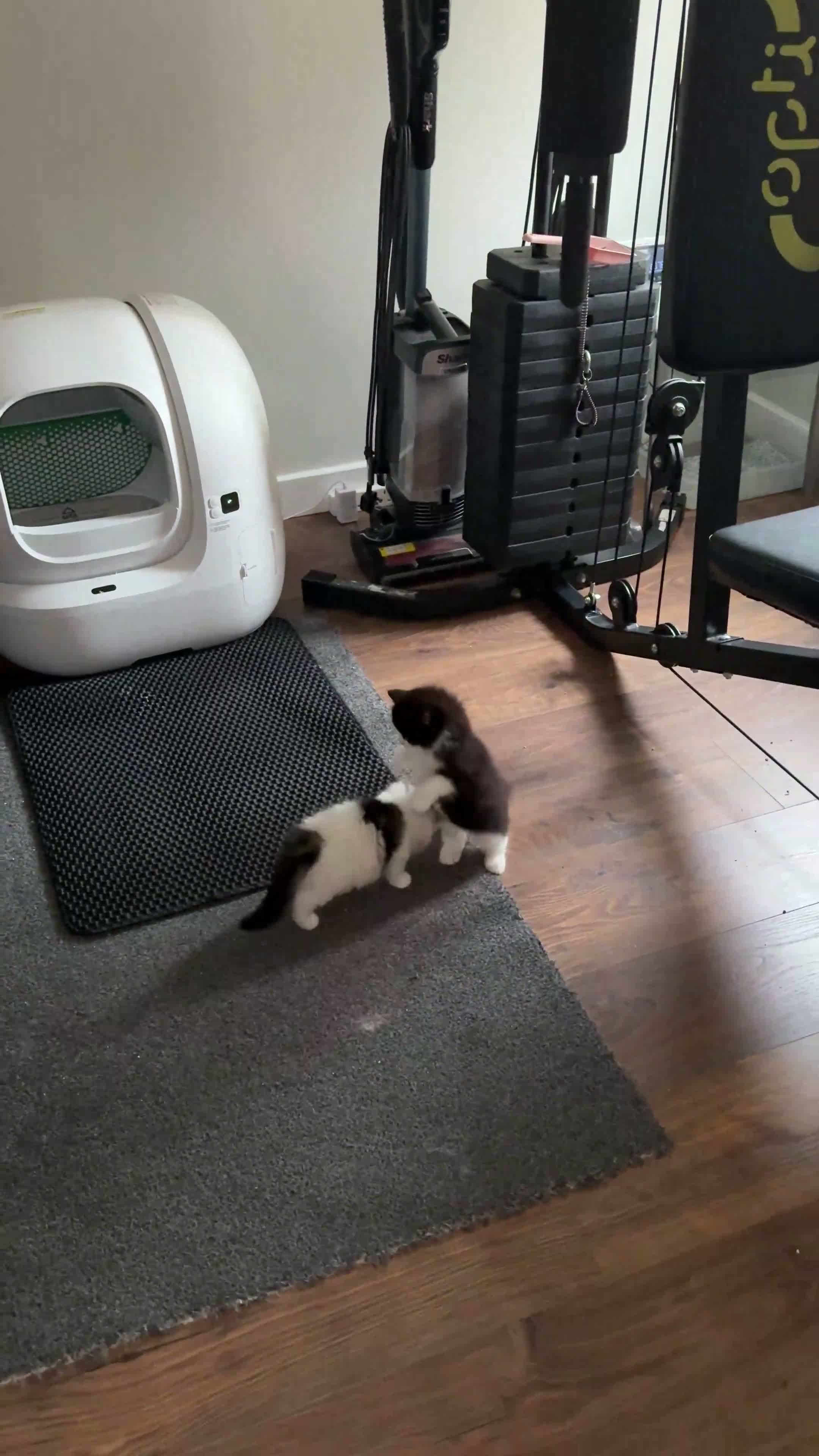 Norwegian Forest Cat cats for sale: Norwegian Forest Kittens - Video 3