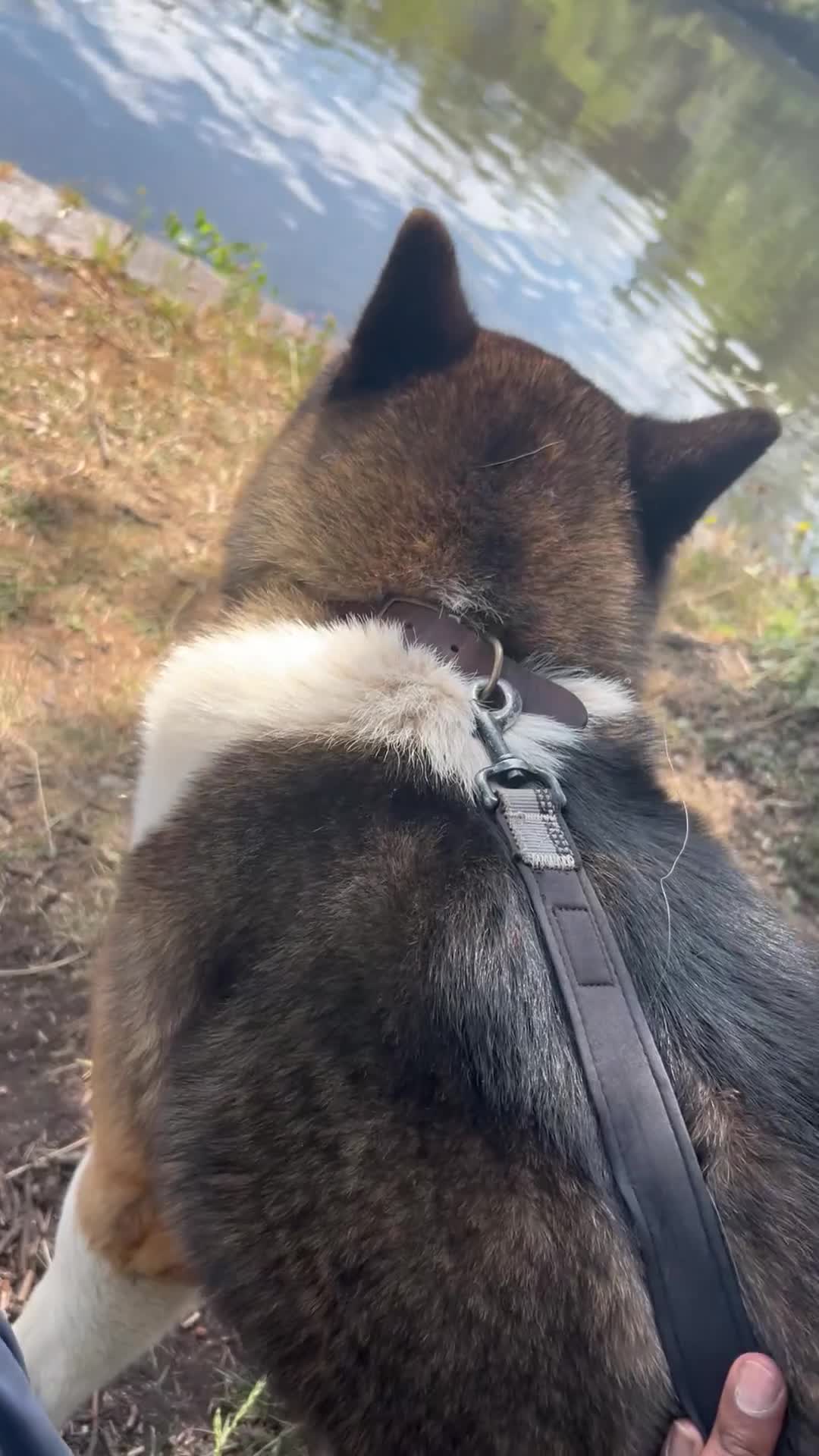 Akita dogs for stud: ***Chico’s finding LOVE… Proven Stud*** - Video 1