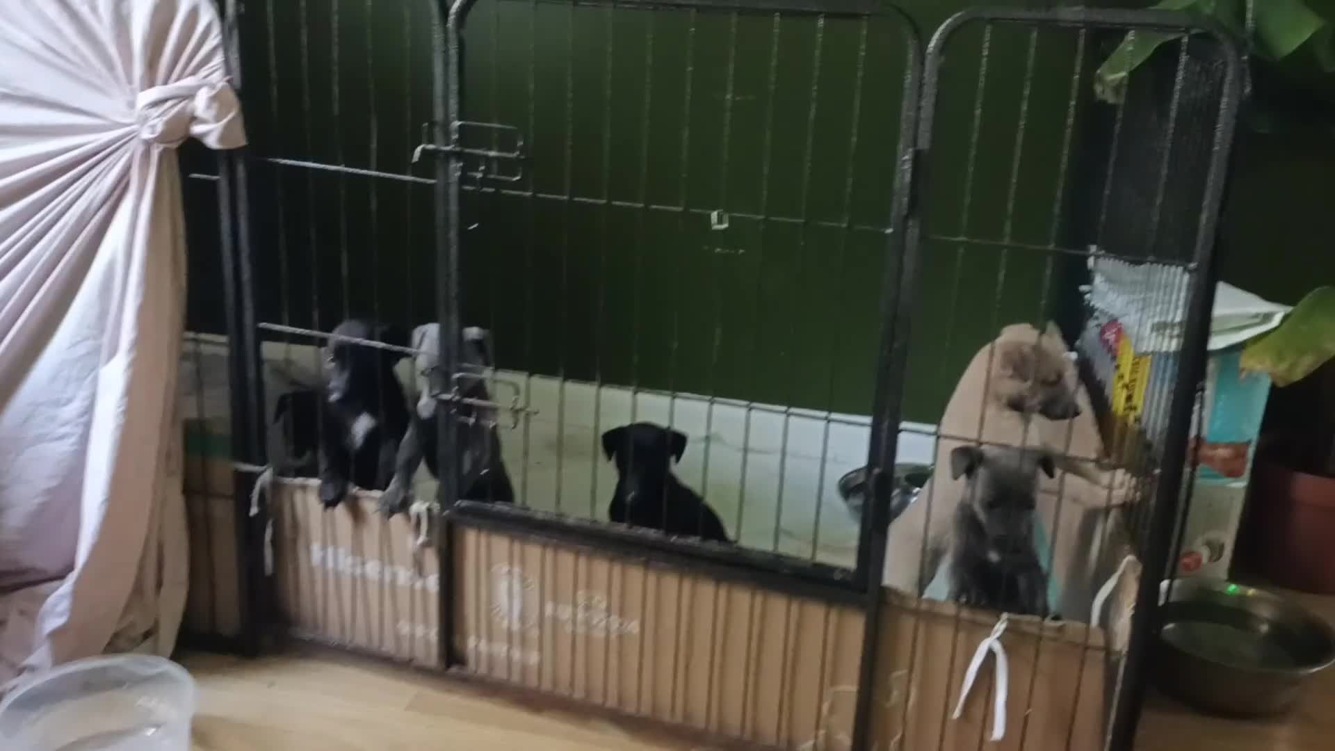 Whippet dogs for sale: 2 whippet pups left ( 1 bitch & 1 boy) - Video 1