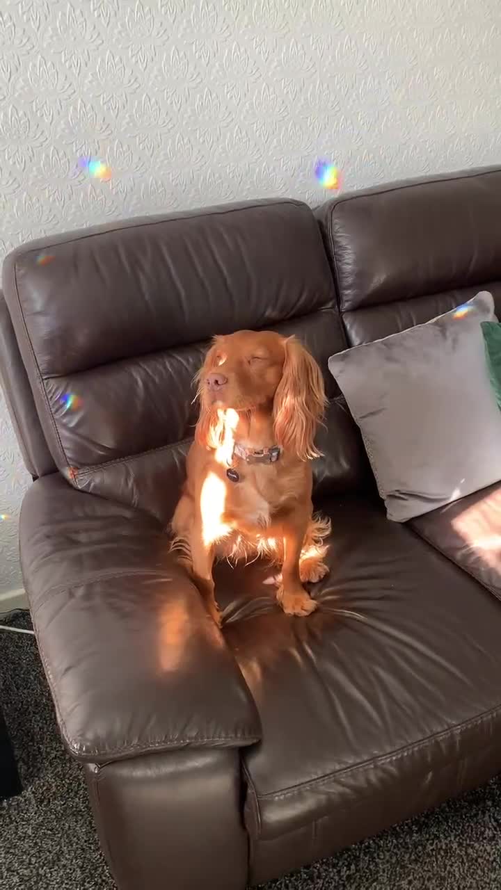 Cocker Spaniel dogs for sale: **3 year old RUBY**KC reg pedigree cocker spaniel  - Video 1