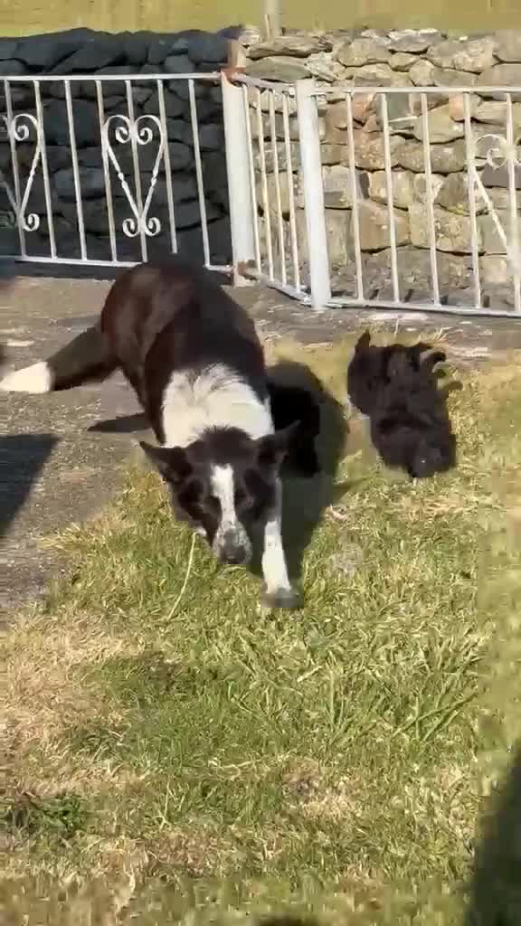 Bordoodle dogs for sale: 🐶😍Gorgeous Borderdoodle Puppies😍🐶 - Video 1