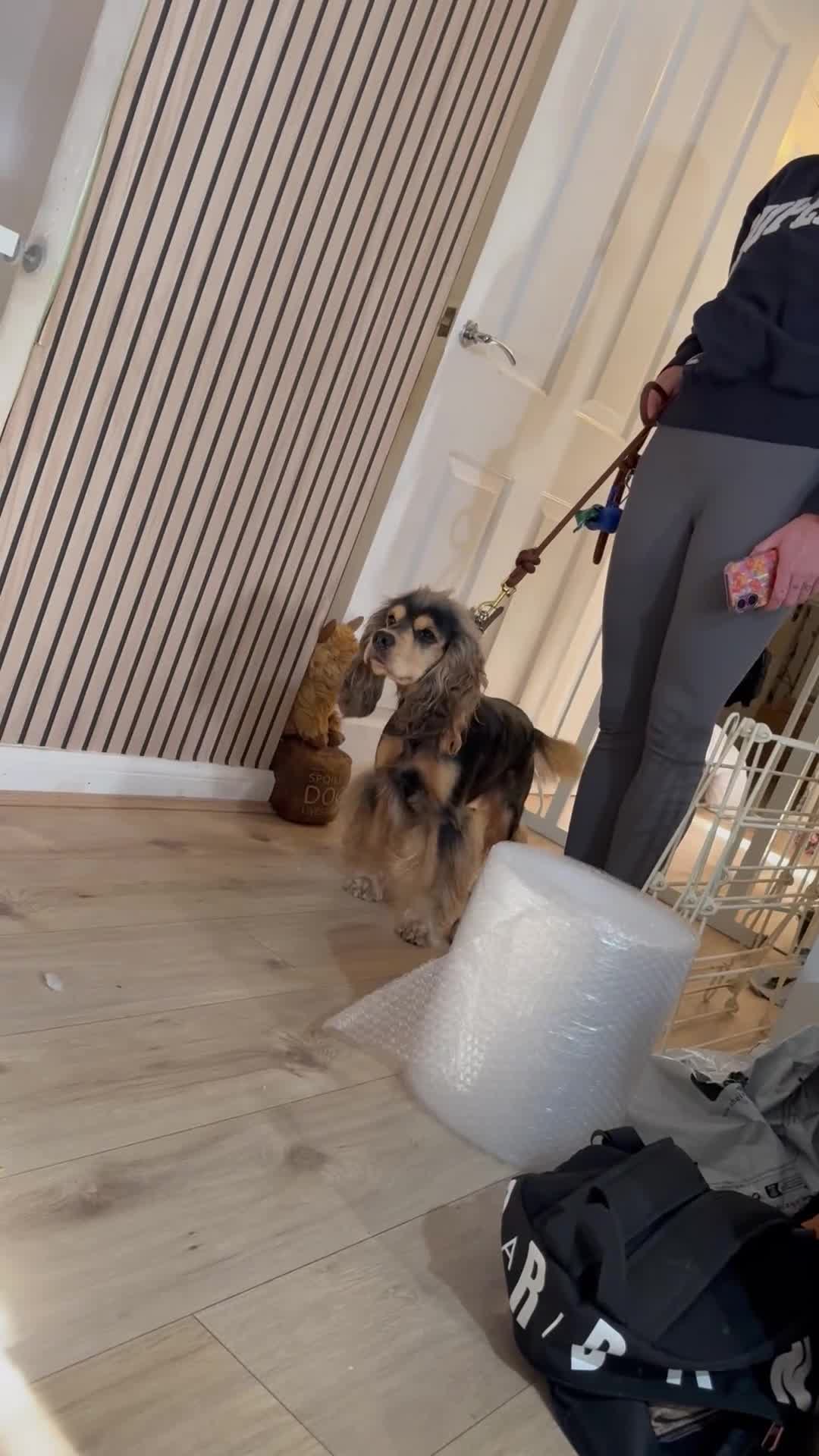 Cocker Spaniel dogs for sale: Gorgeously adorable Show Cocker Spaniels - Video 1