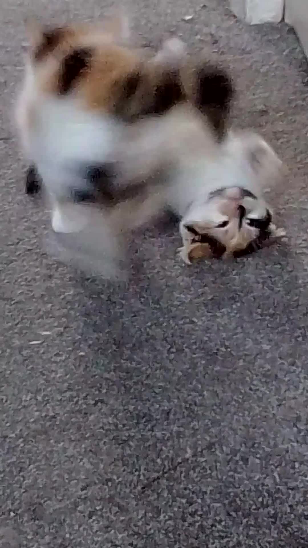 Mixed Breed cats for sale: Mini covs :D - Video 1