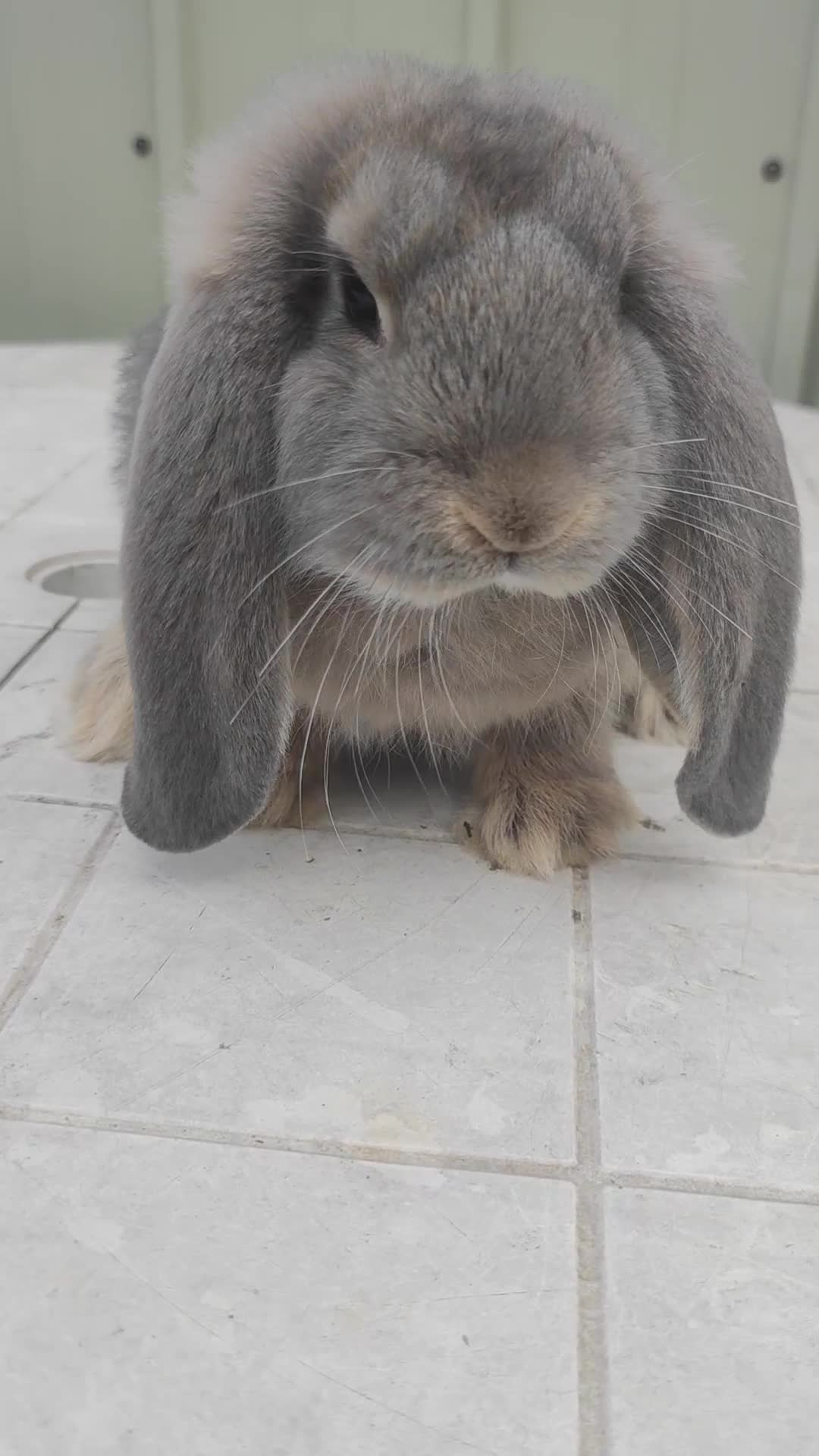French Lop rabbits for sale: Beautiful french lop girl - Video 1