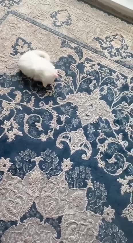 British Shorthair cats for sale: 3 Beautiful British Kittens - Video 1