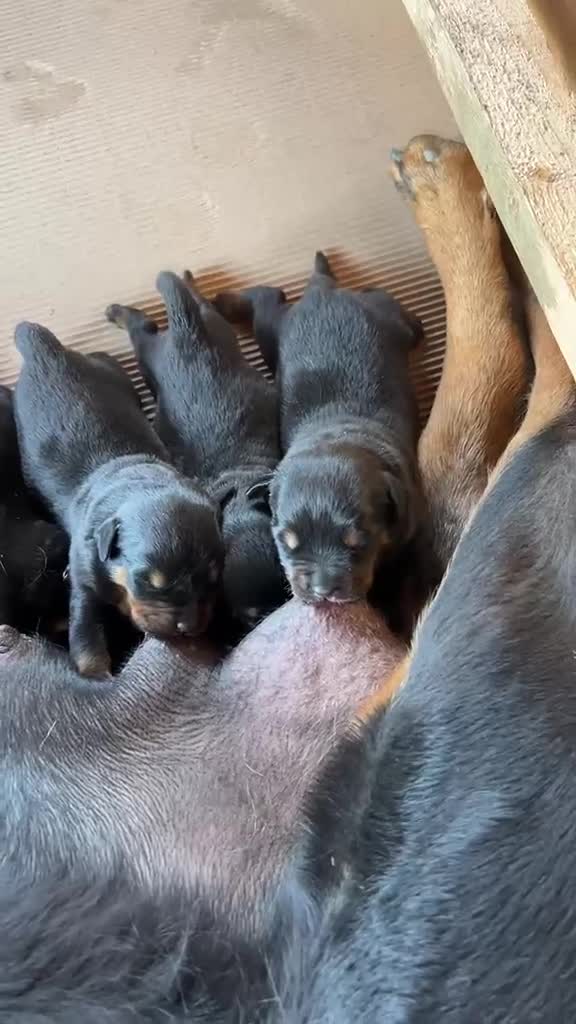 Rottweiler dogs for sale: Rottwailer in Sidcup - Video 1